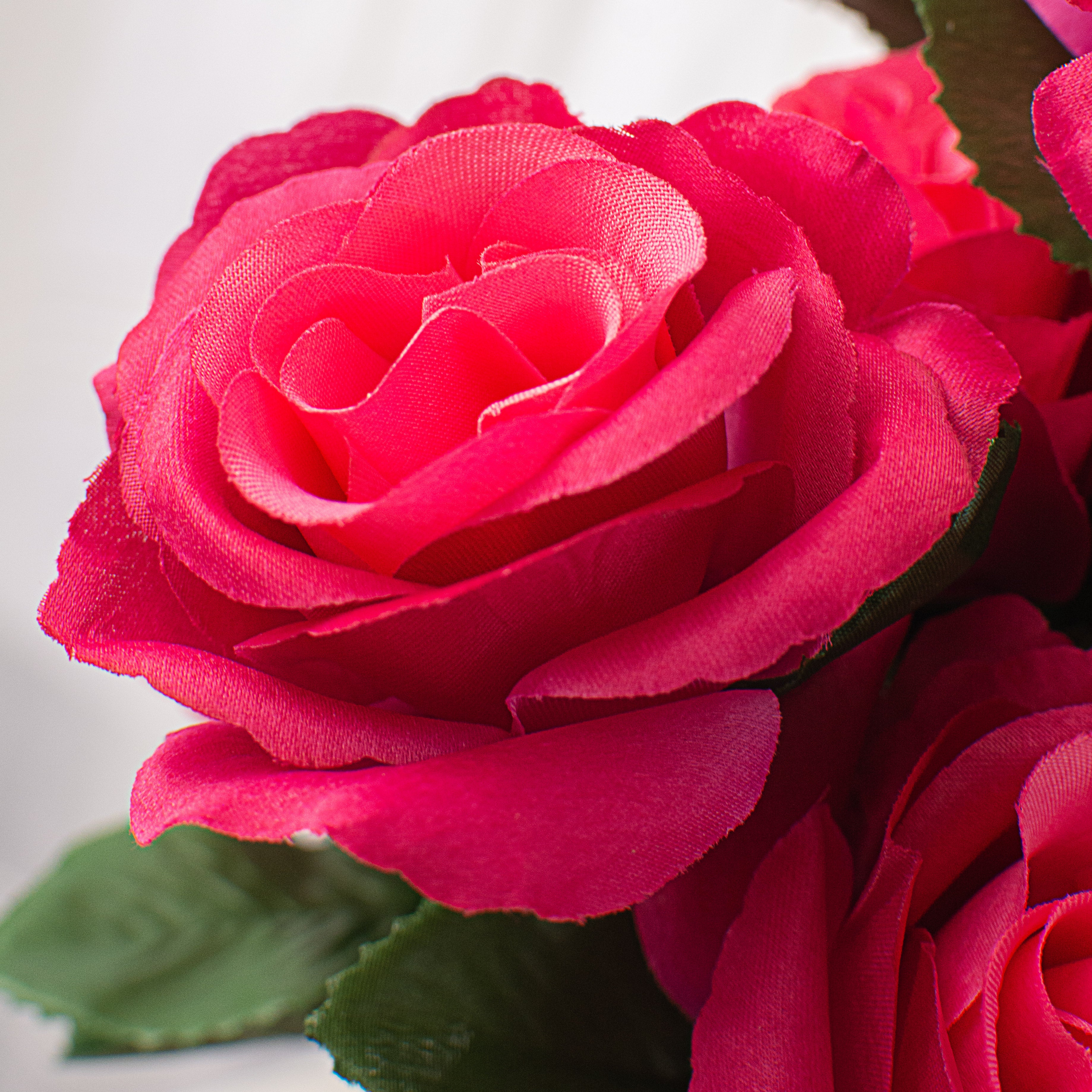 17" Colorfast Lillian Open Rose Bush: Fuchsia Pink Lifestyle Photo