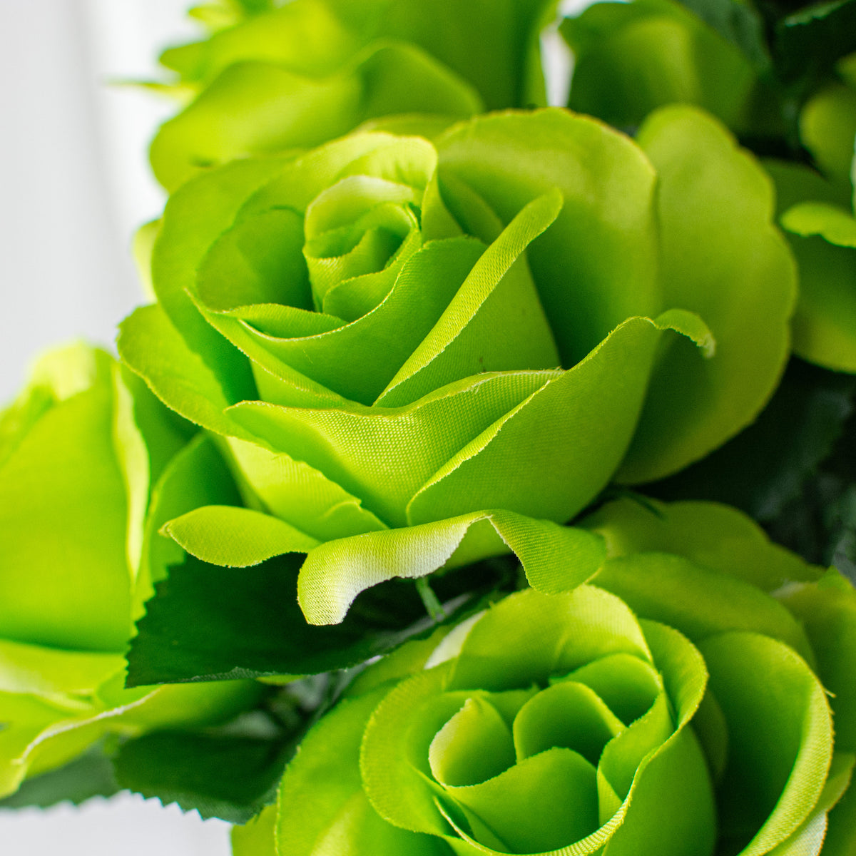 Lime Roses 17