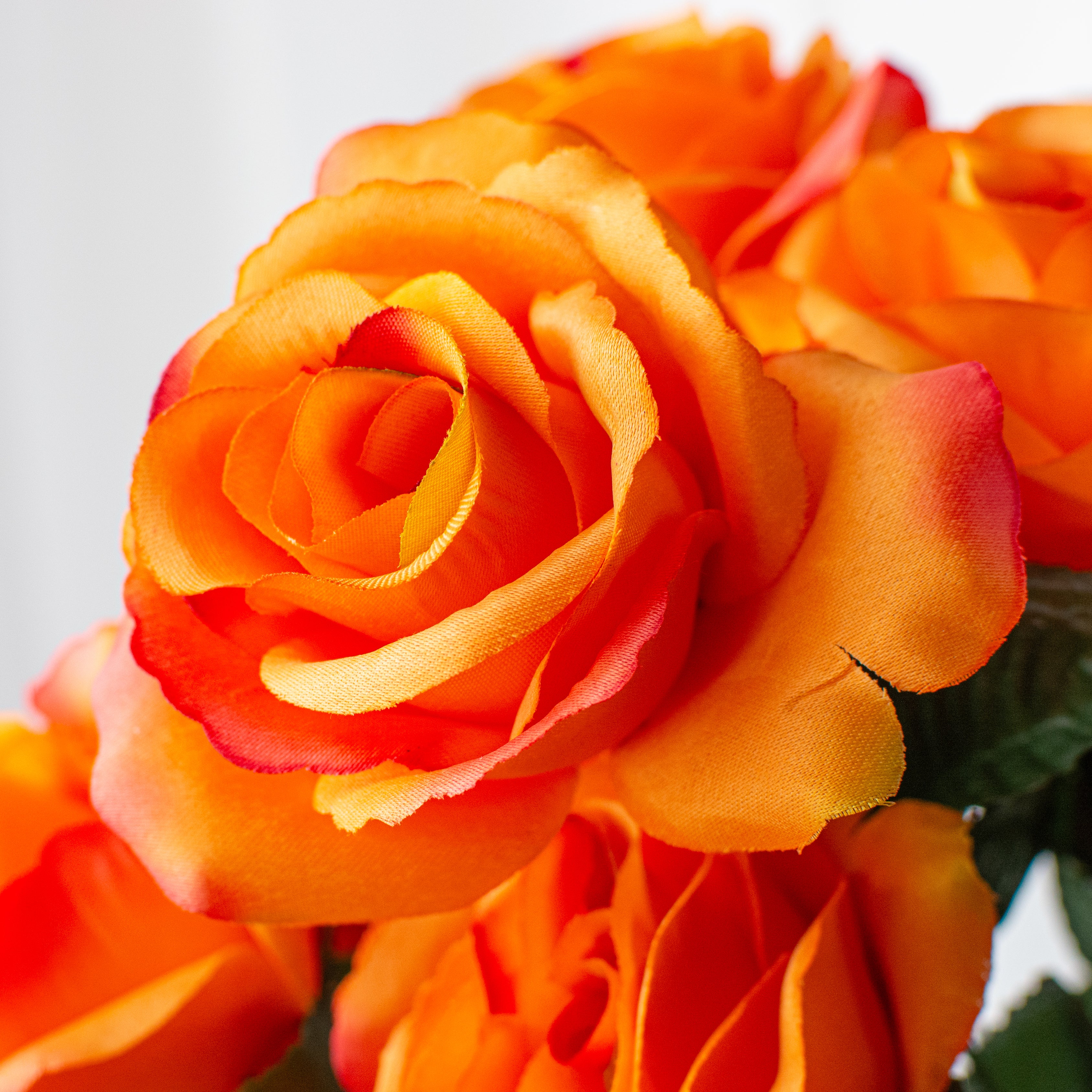17" Colorfast Lillian Open Rose Bush: Orange detail photo 4