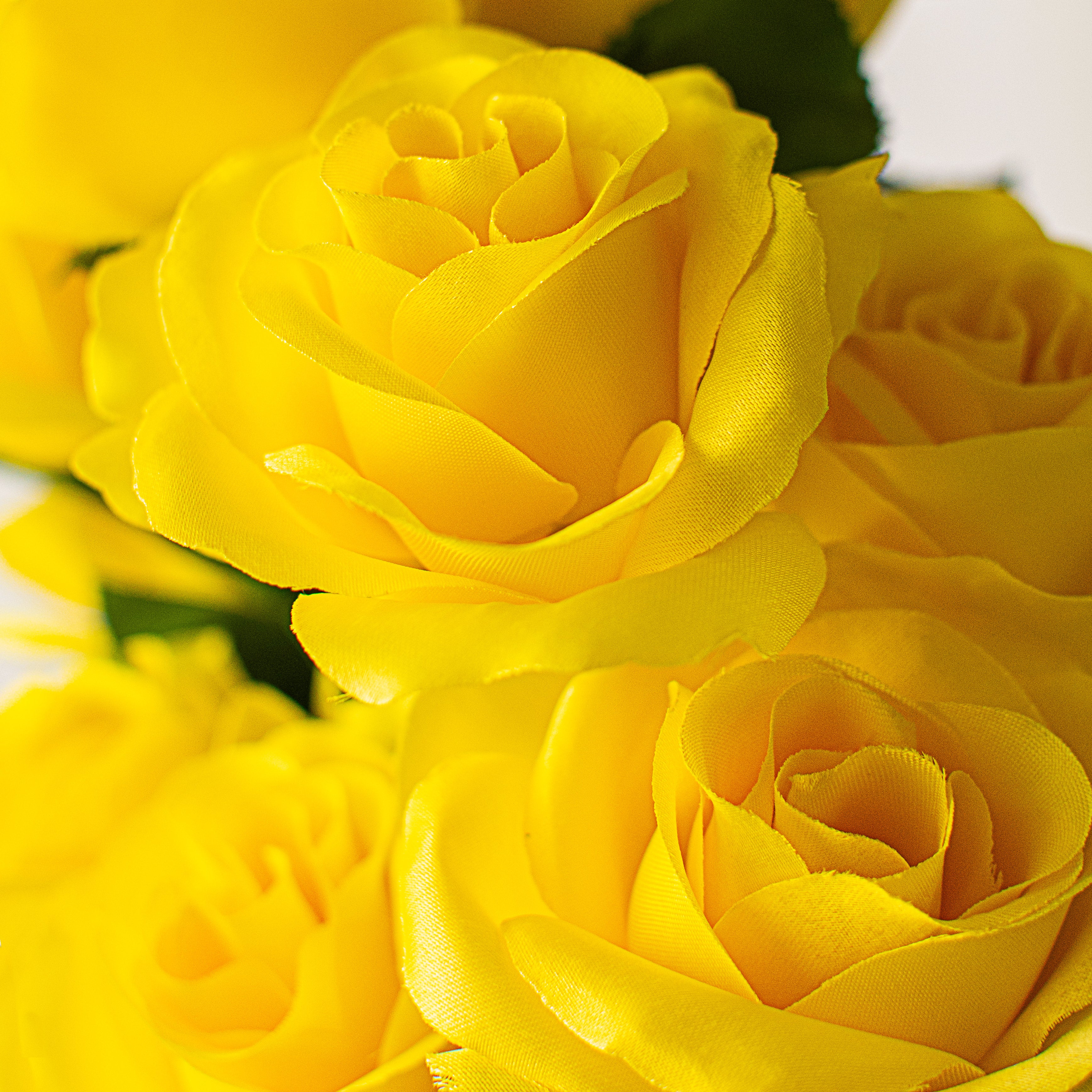 17" Colorfast Lillian Open Rose Bush: Yellow Lifestyle Photo