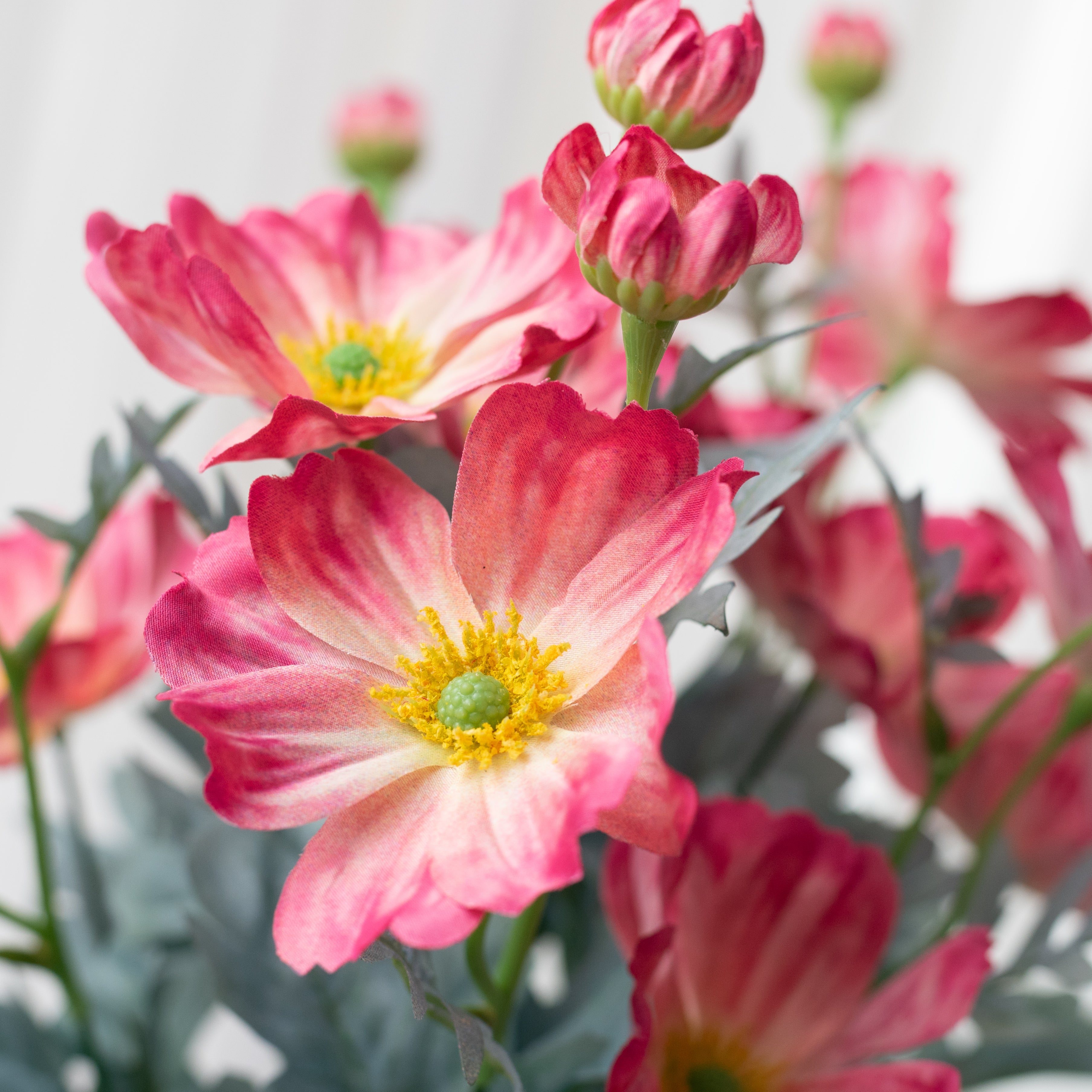 22" Cosmos Bush: Hot Pink (12 Stem) Lifestyle Photo