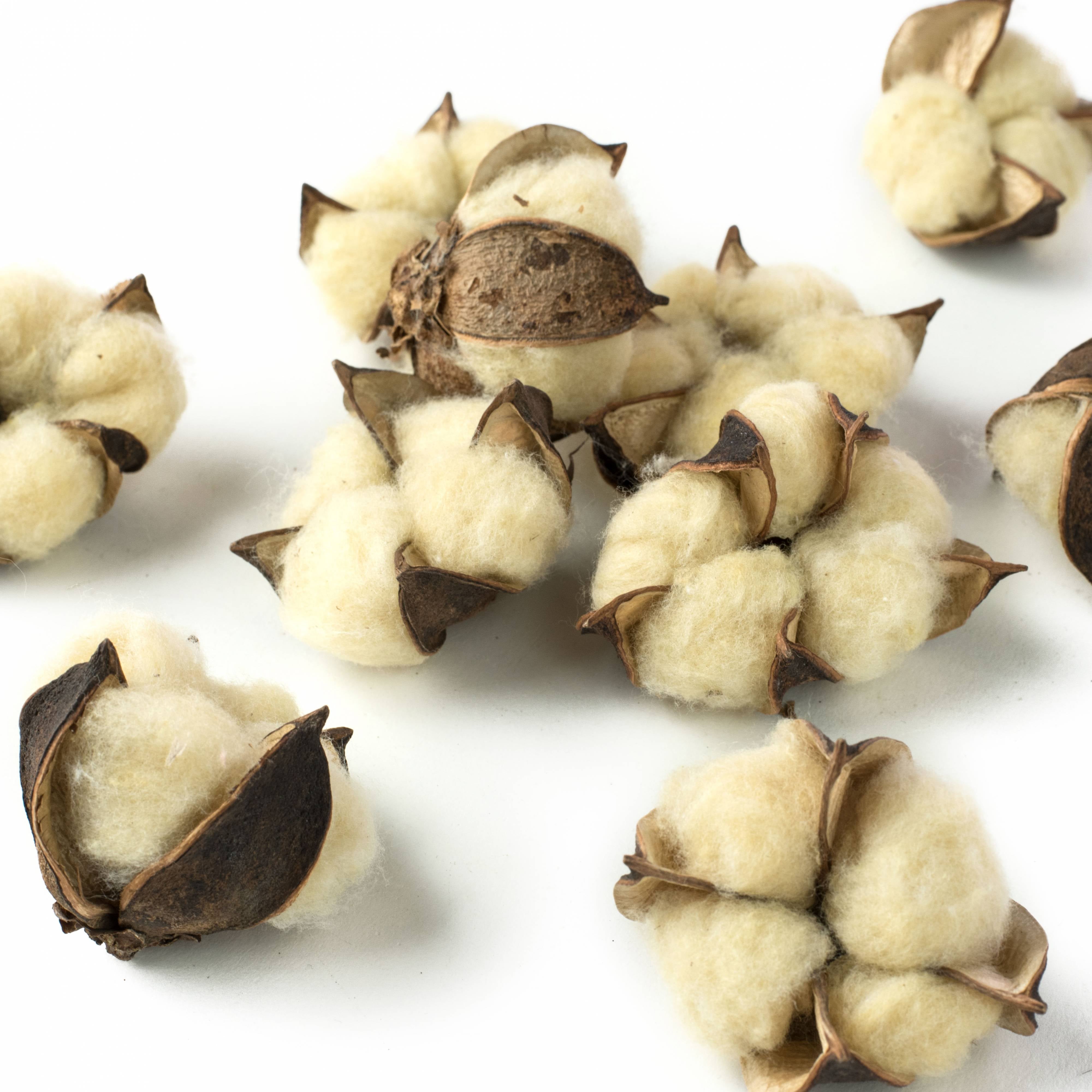 2.5" Cotton Boll Pods: Tea Stain (10) Item Number: ISB69597