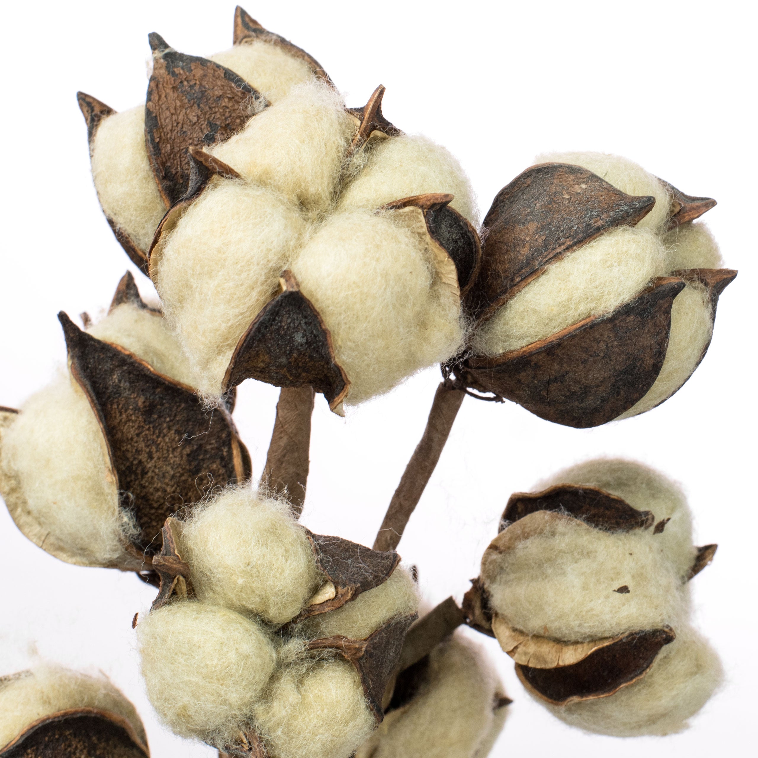 13" Cotton Bush: Tea Stain detail photo 3