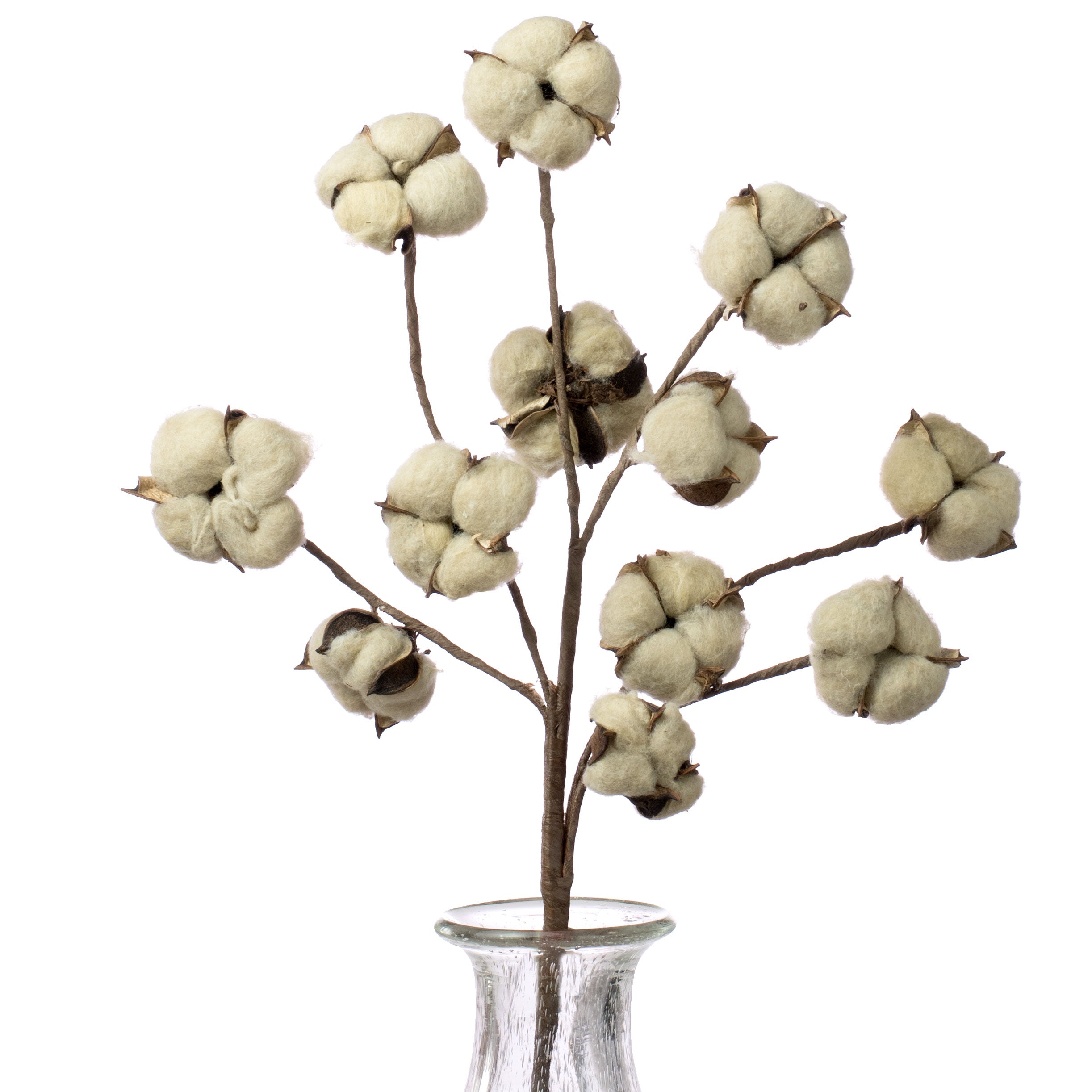 24" Cotton Spray: Tea Stain Item Number: ISB69594