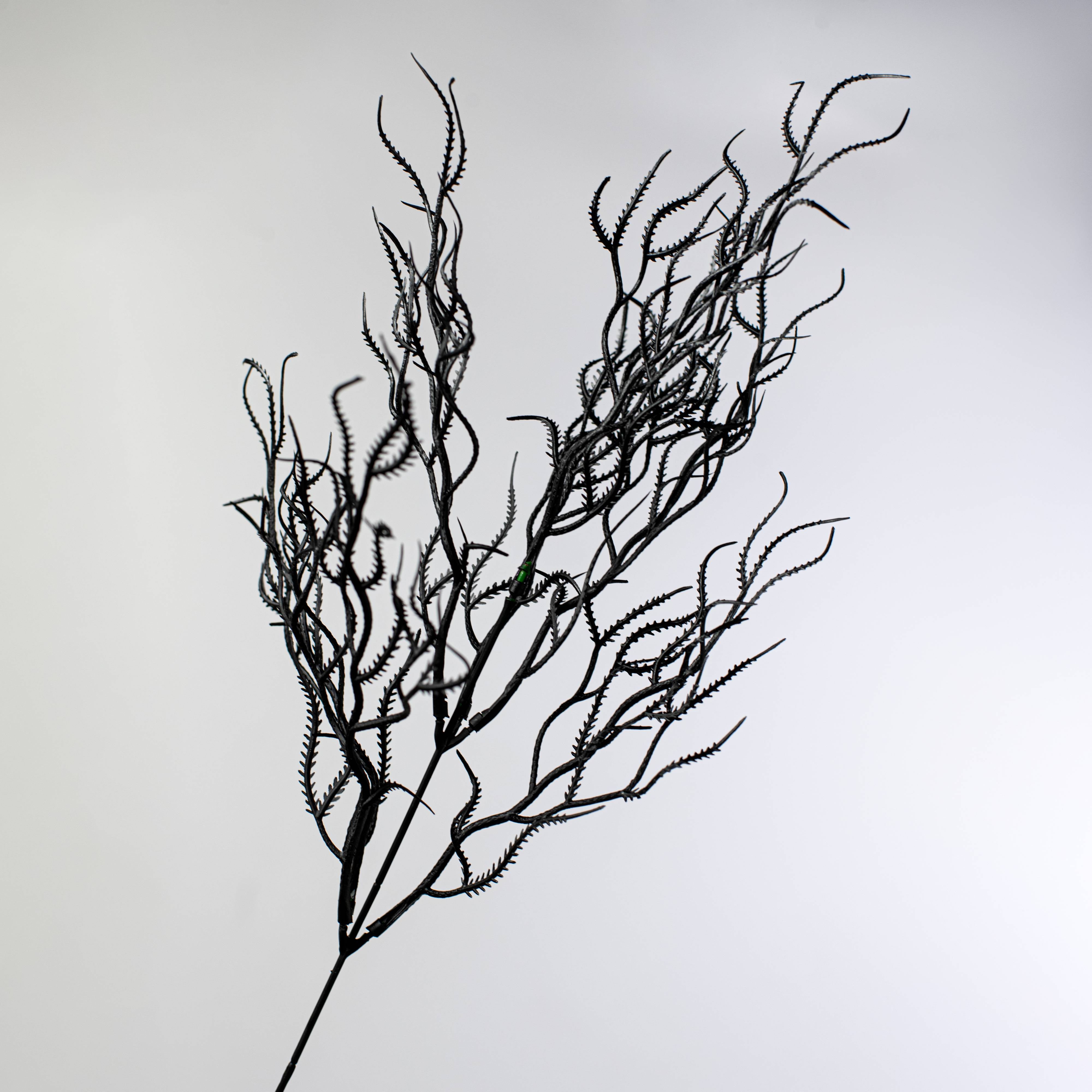 21" Cottonii Seaweed Bush: Black (5 Stem) detail photo 4