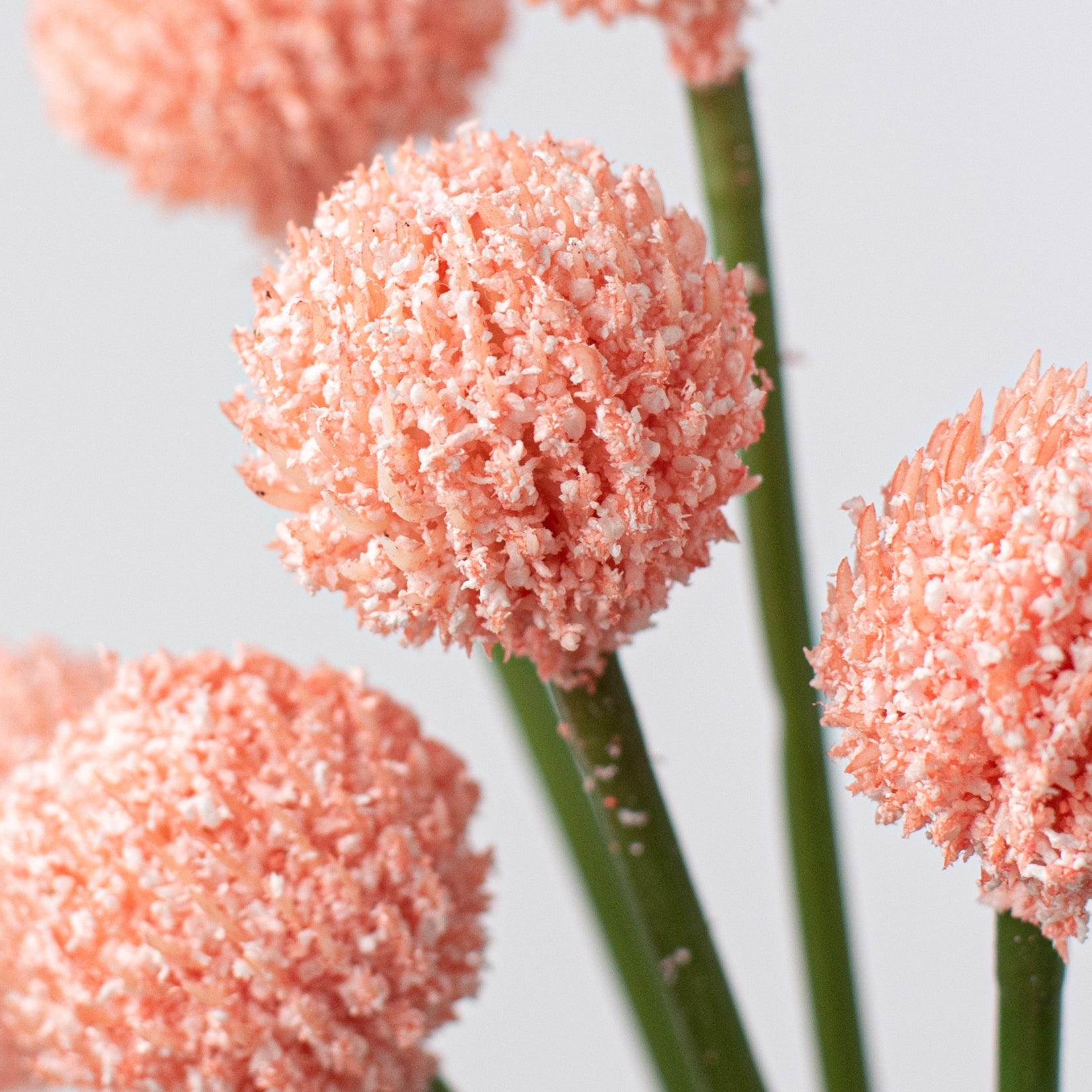 16" Craspedia Billy Balls: Pink Lifestyle Photo
