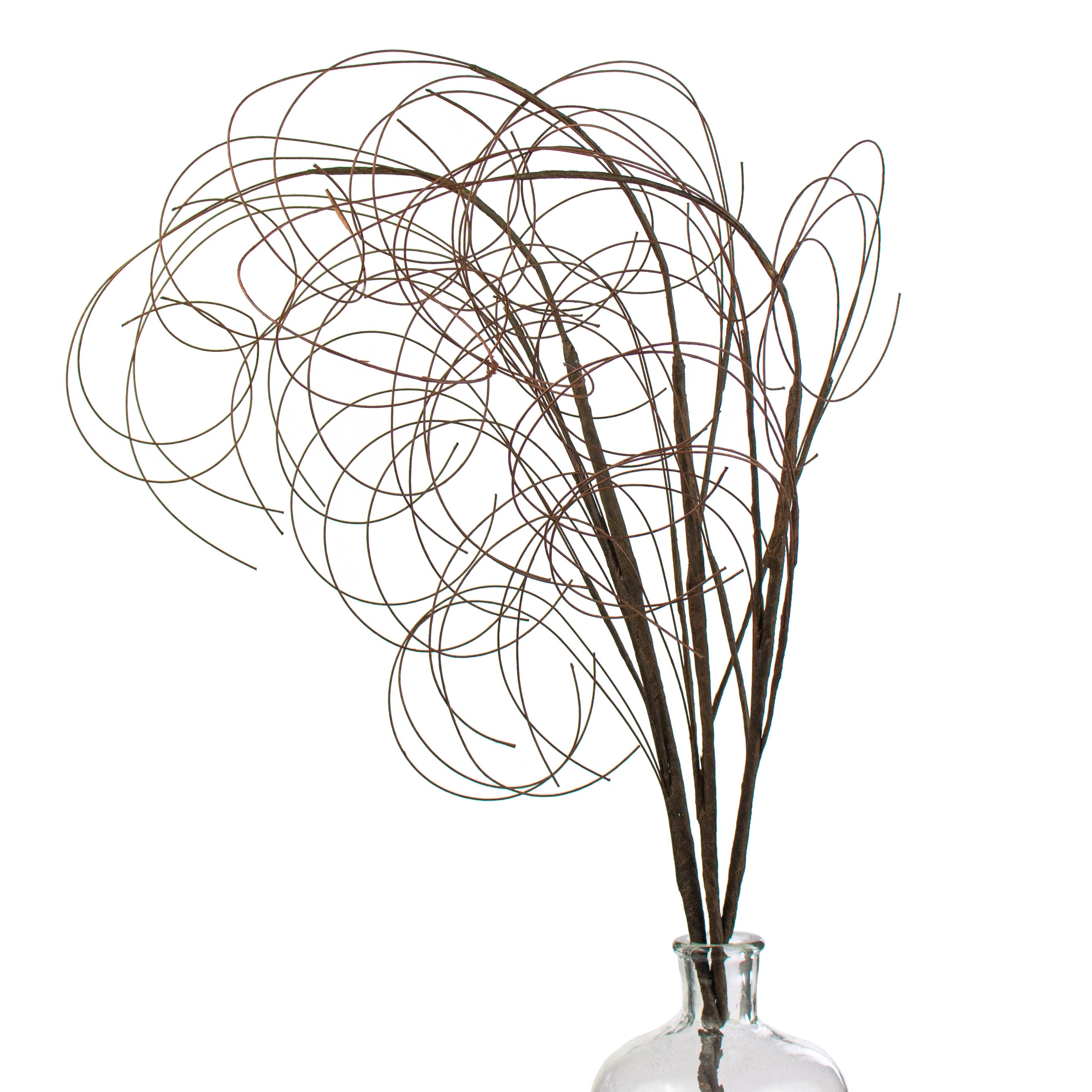 28" Curly Willow Twig Item Number: 53952-BRN