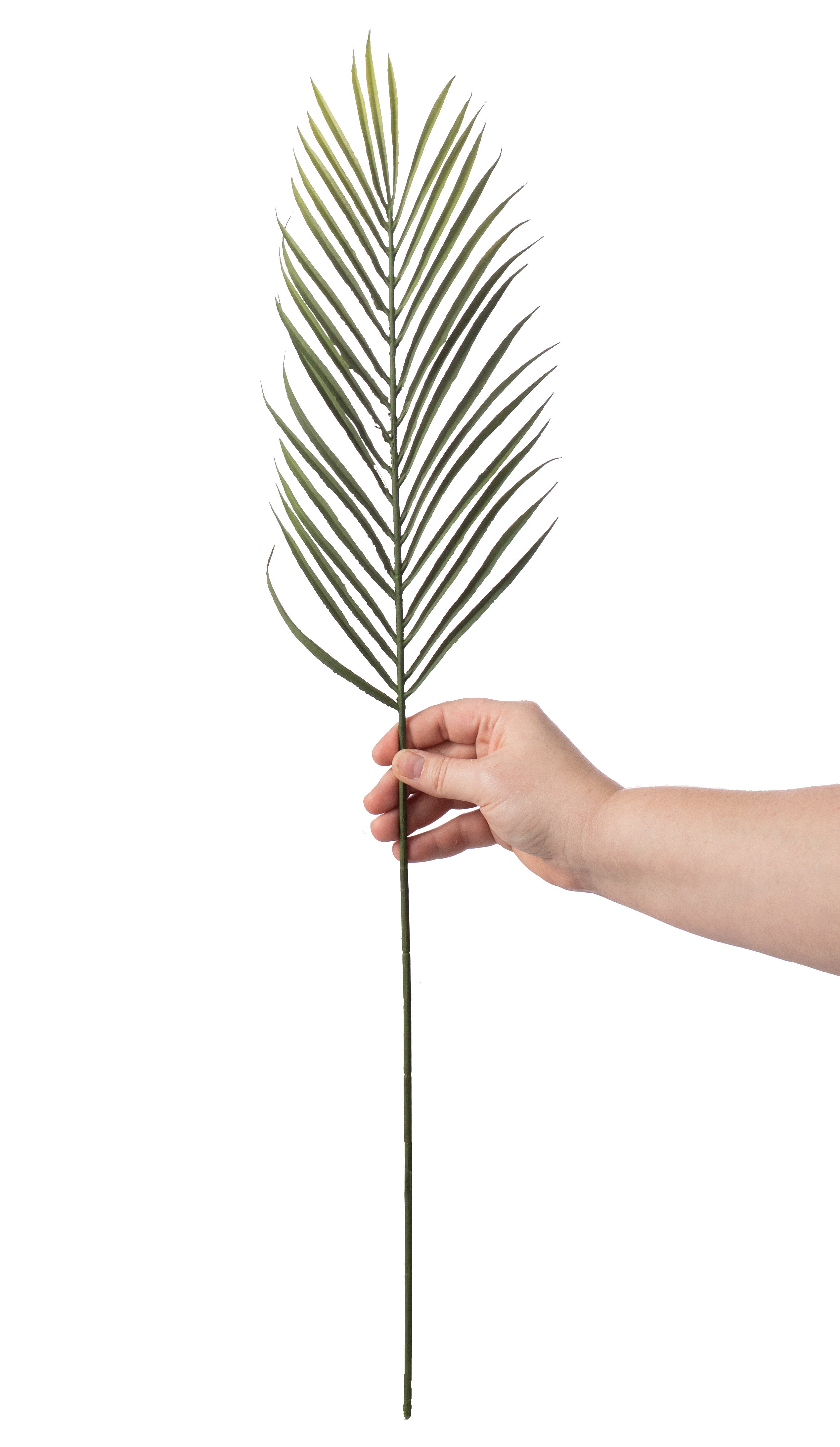 28" Cycas Palm Stem Lifestyle Photo