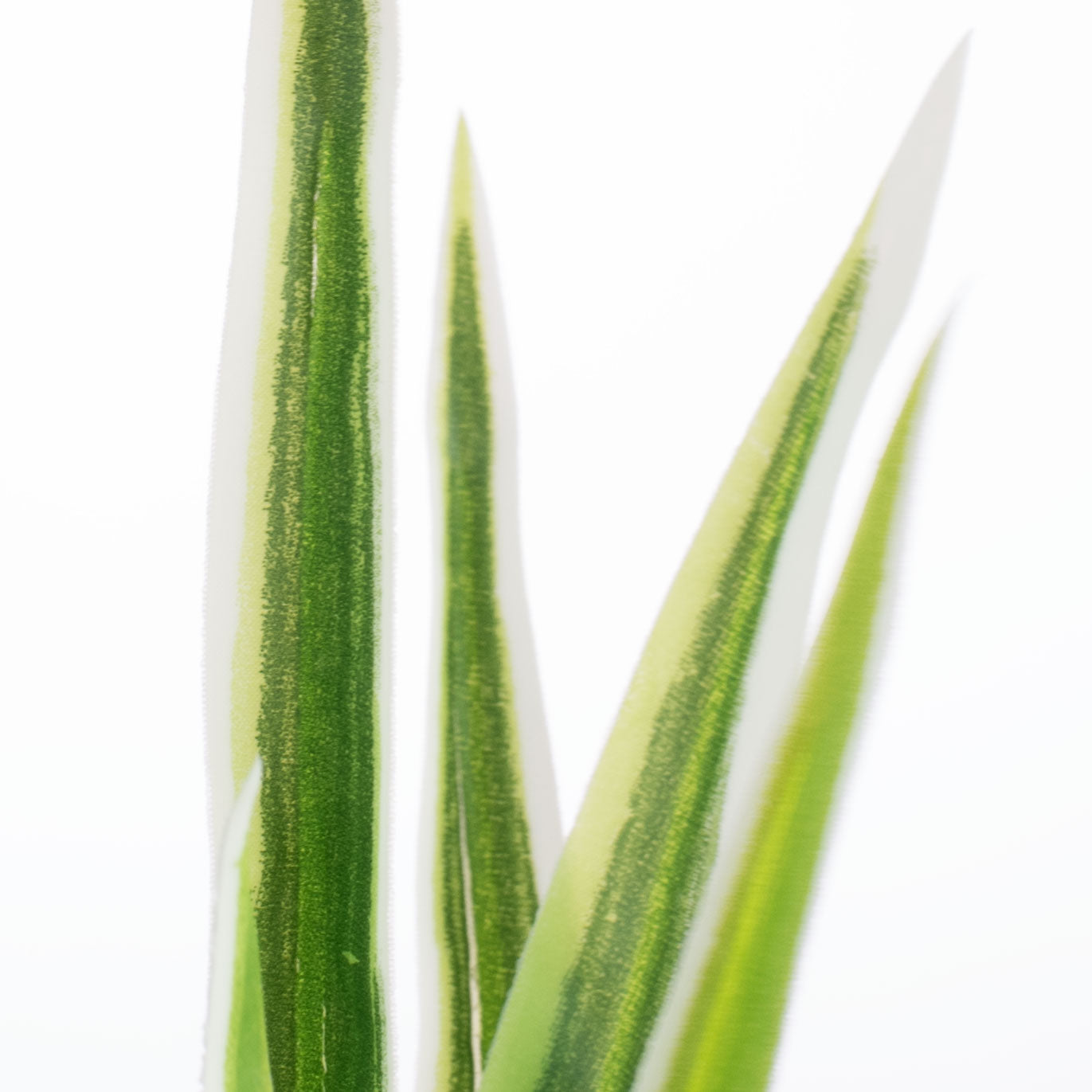 12" Cymbidium Orchid Grass Spray detail photo 3