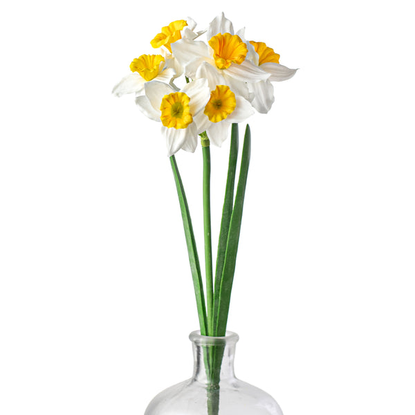 daffodil-spray-