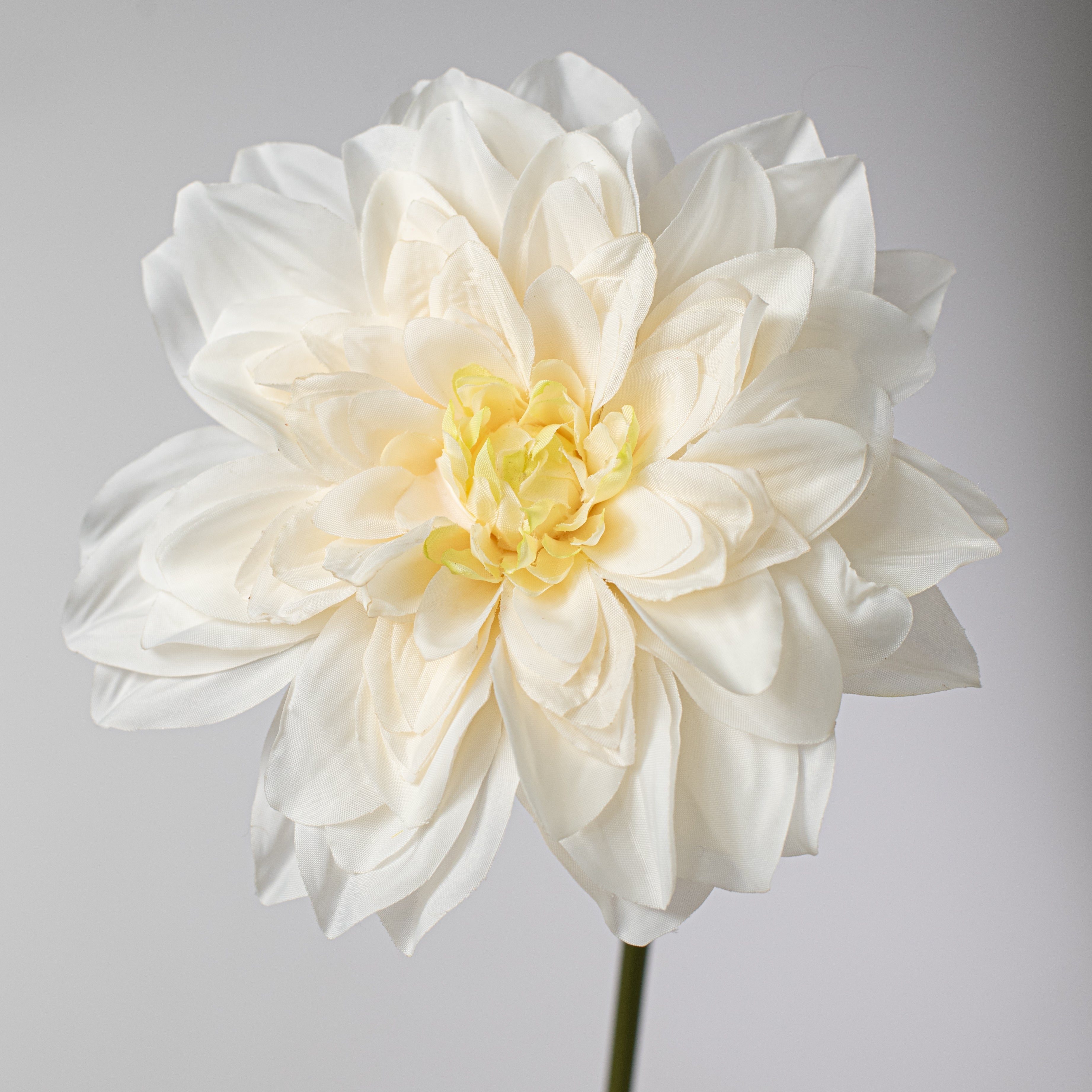10" Dahlia Bundle: Cream Lifestyle Photo