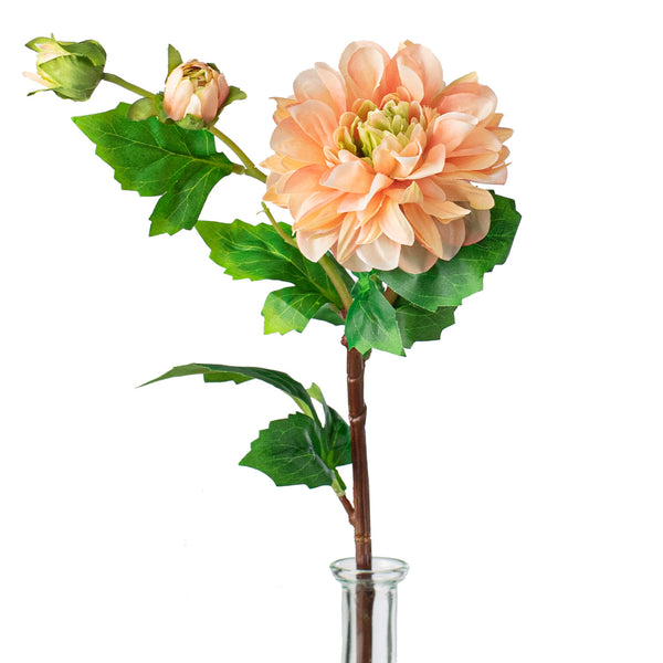 Ｄahlia☆ dahlias-light-coral-