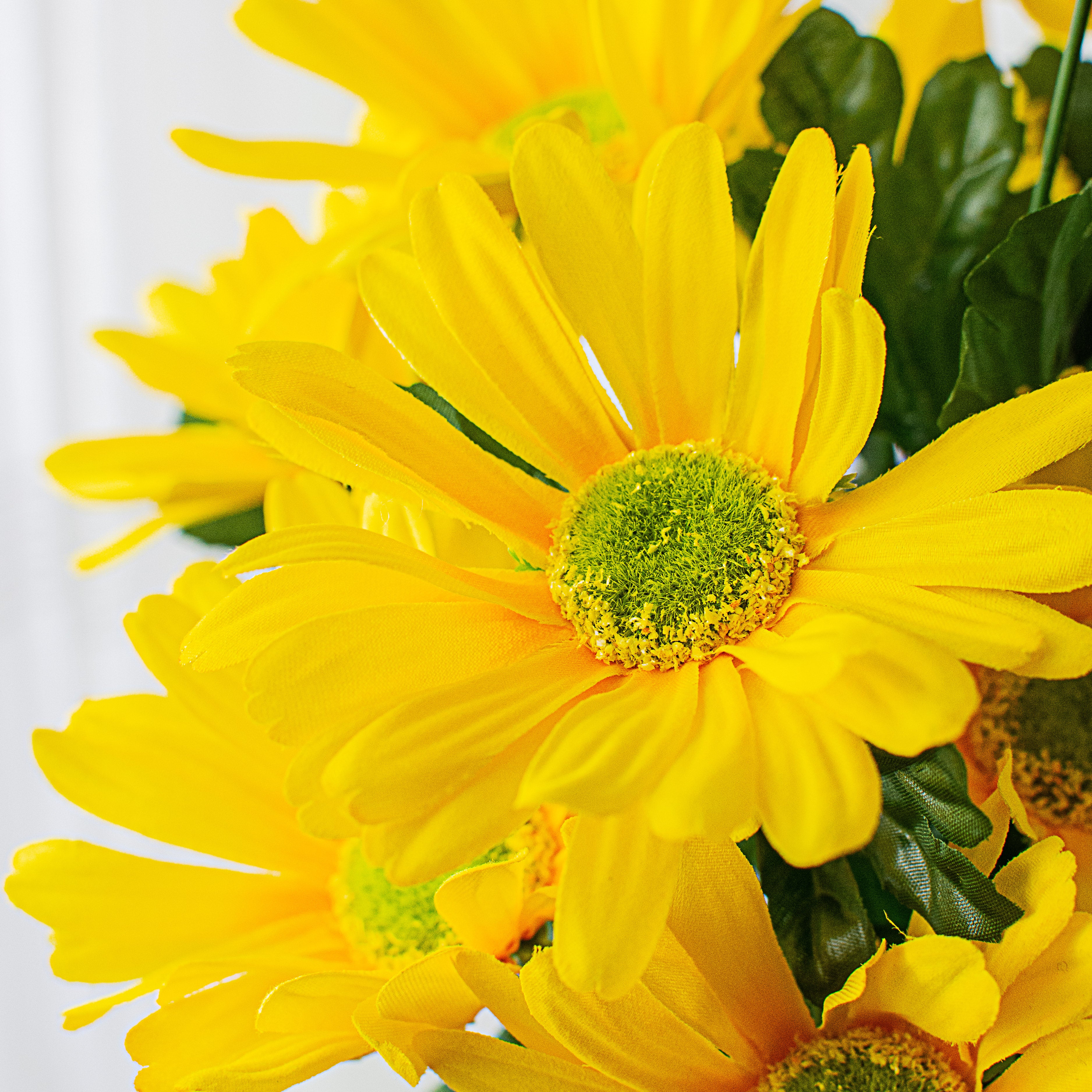 21" Daisy Bush: Yellow Lifestyle Photo