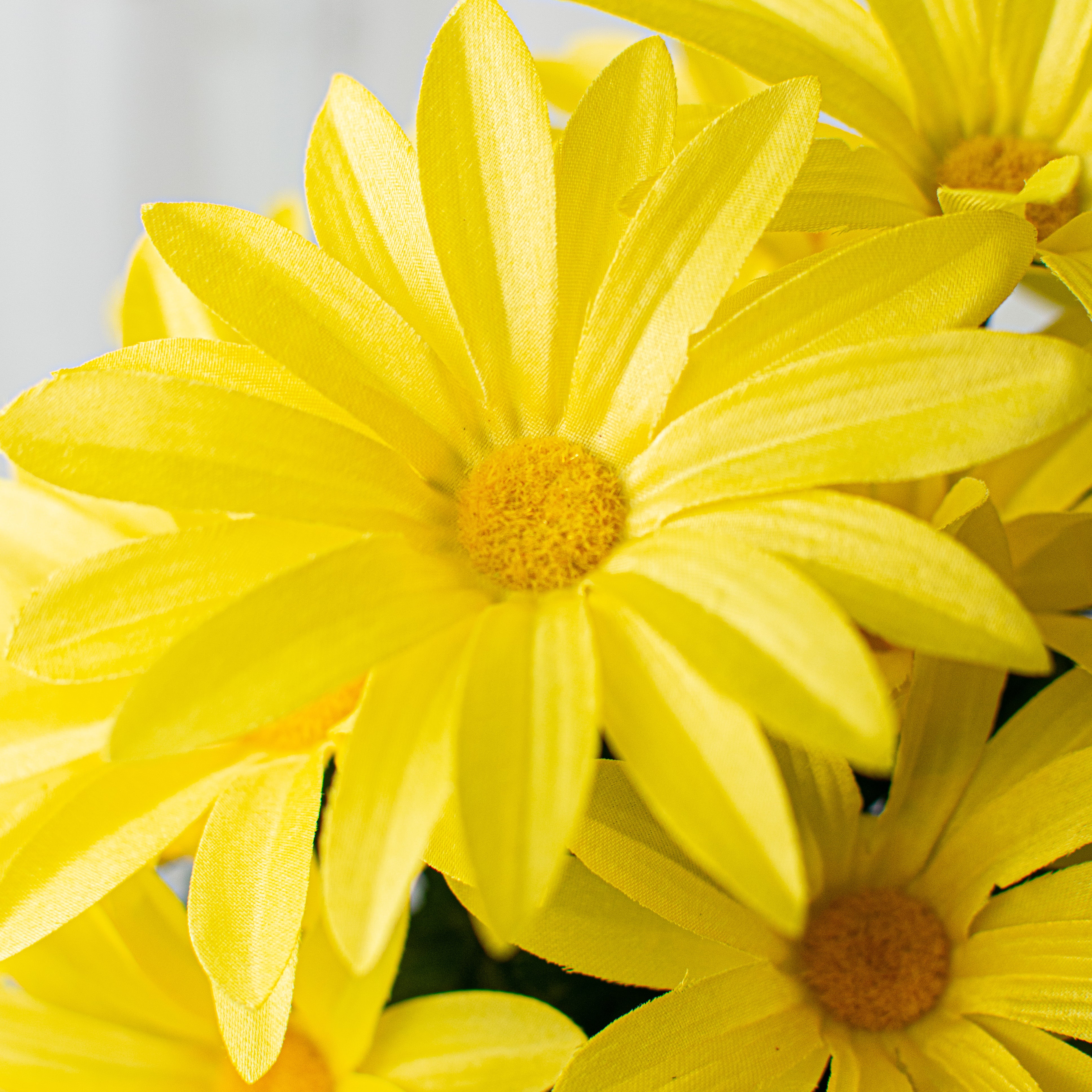 19" Daisy Bush: Yellow (12 Stem) Lifestyle Photo
