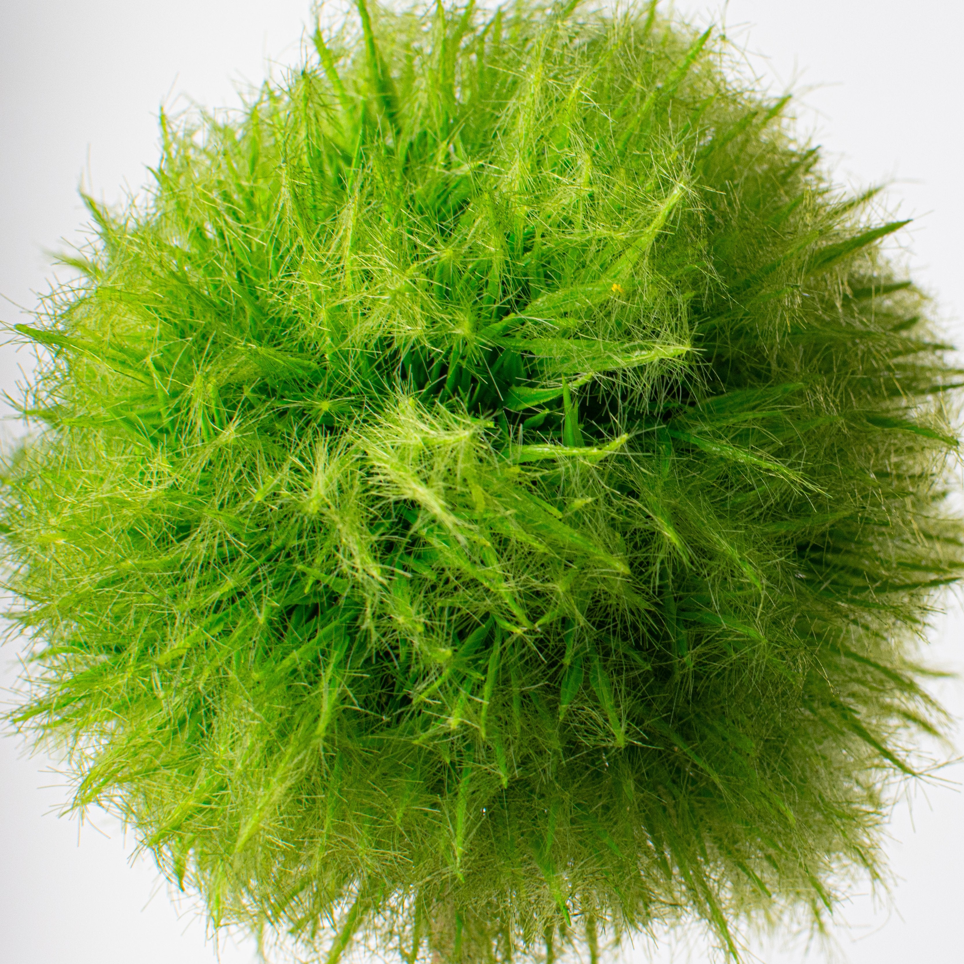 25'' Dandelion Seed Head Stem: Green Lifestyle Photo