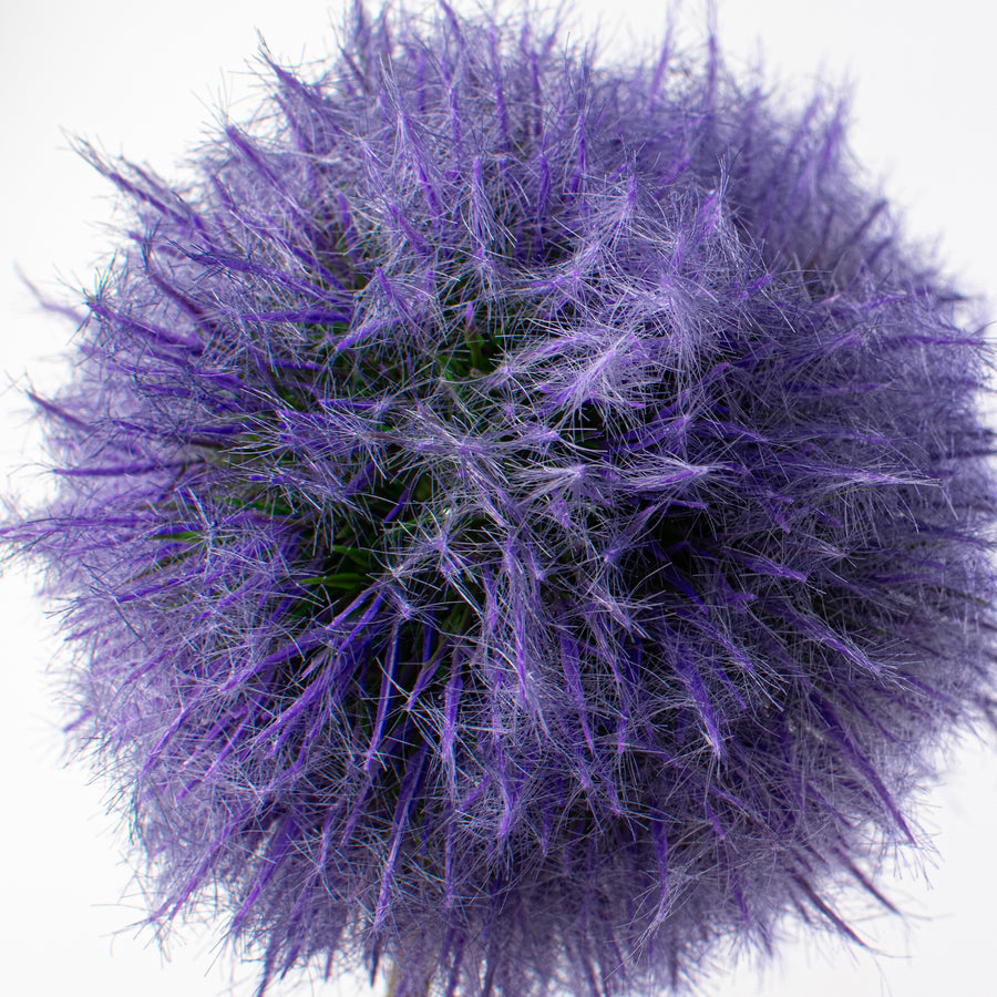25'' Dandelion Seed Head Stem: Purple Lifestyle Photo