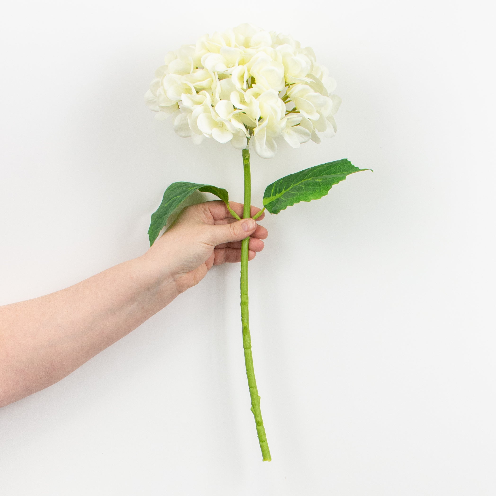 19" Deluxe Mophead Hydrangea Spray: Ivory, Cream detail photo 3