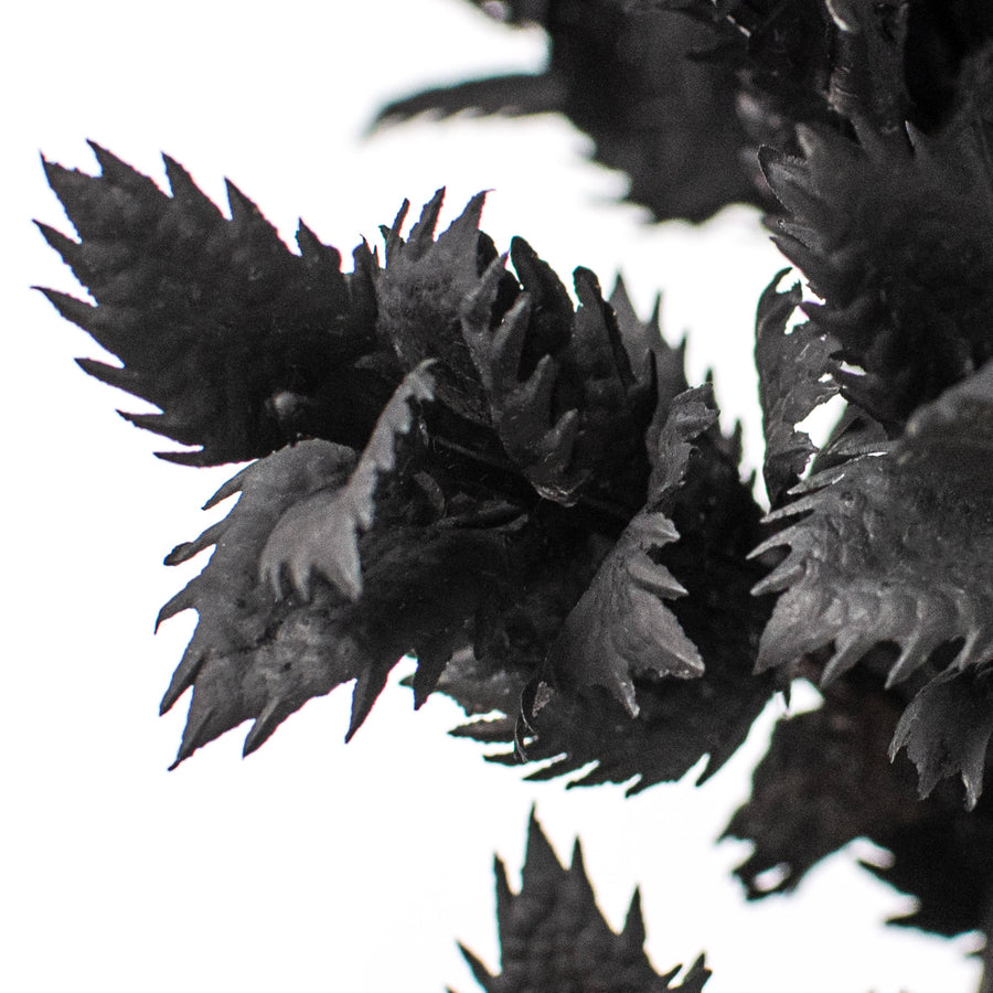 19" Spiky Thistle Leaves Bush: Black