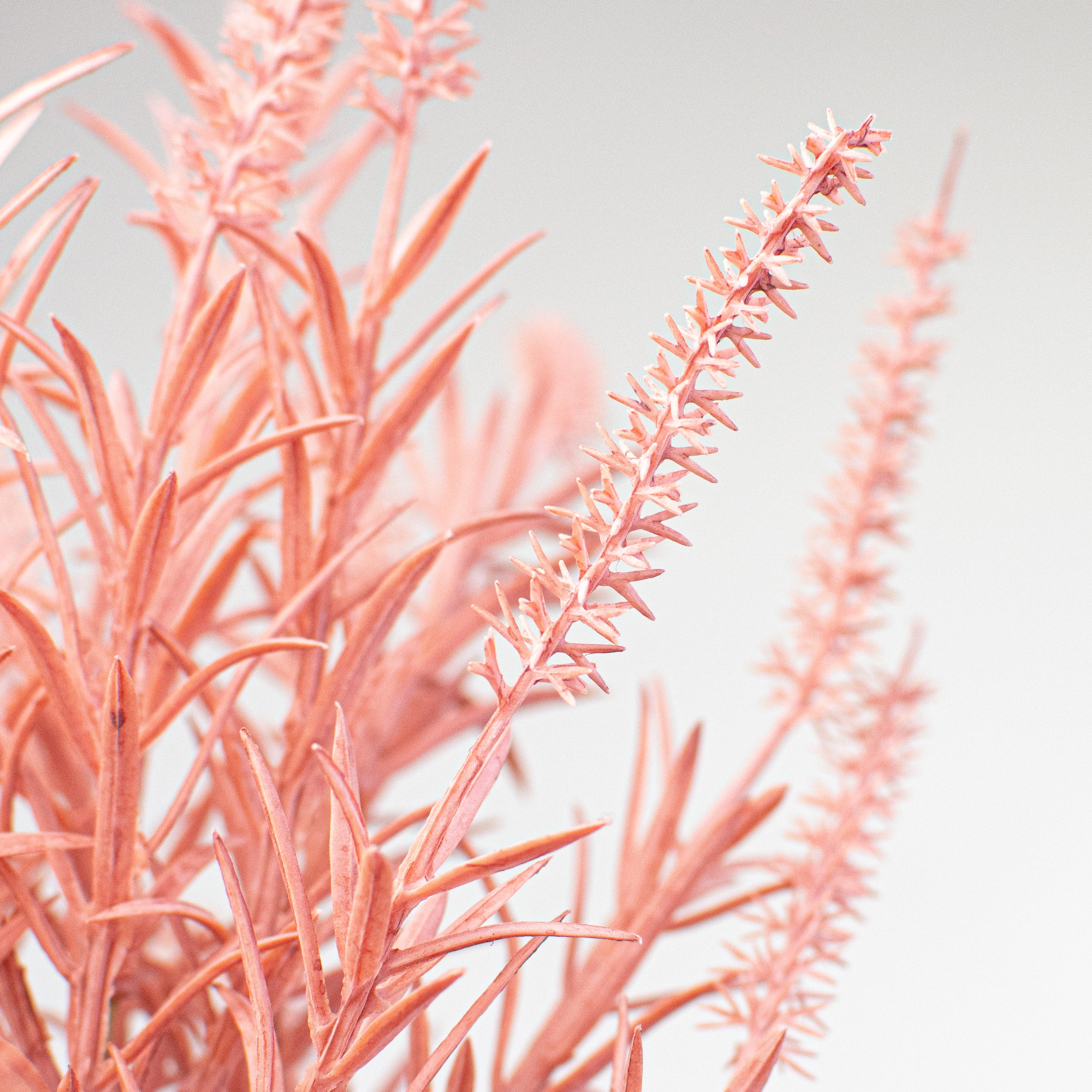 33" Dried Wheat Grass Spray: Pink Lifestyle Photo