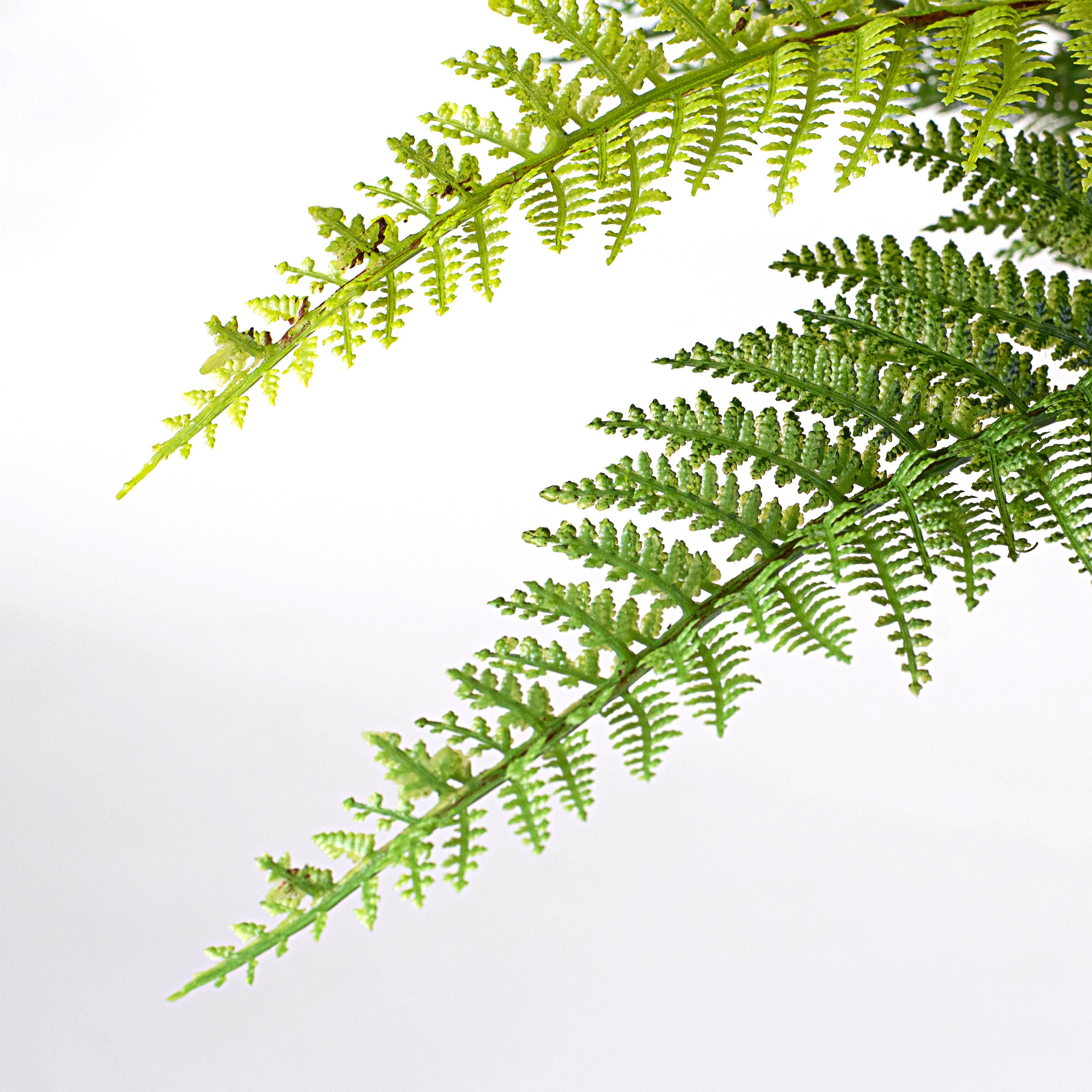 18" Dryopteris Fern Bush Lifestyle Photo