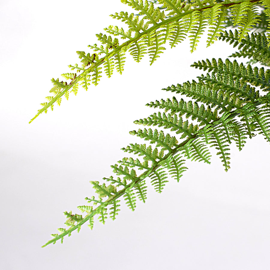 18" Dryopteris Fern Bush Lifestyle Photo