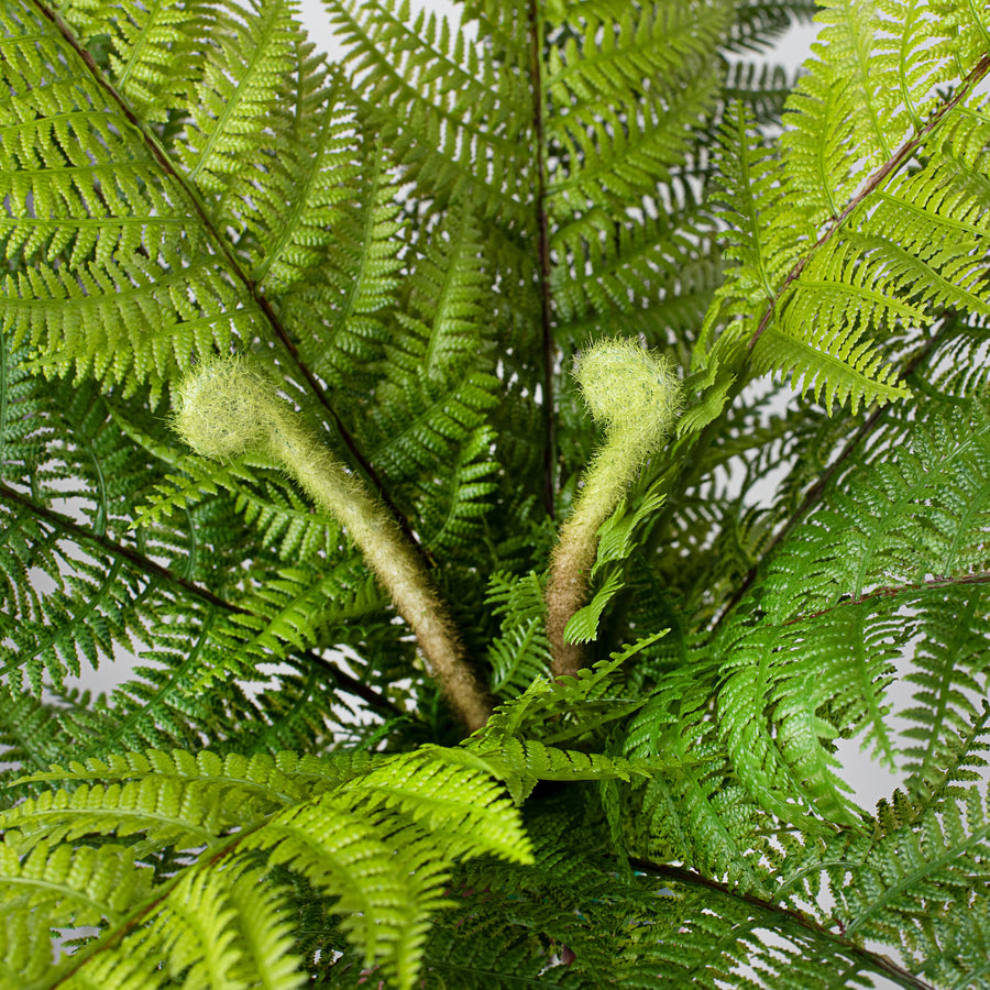 18" Dryopteris Fern Bush detail photo 4
