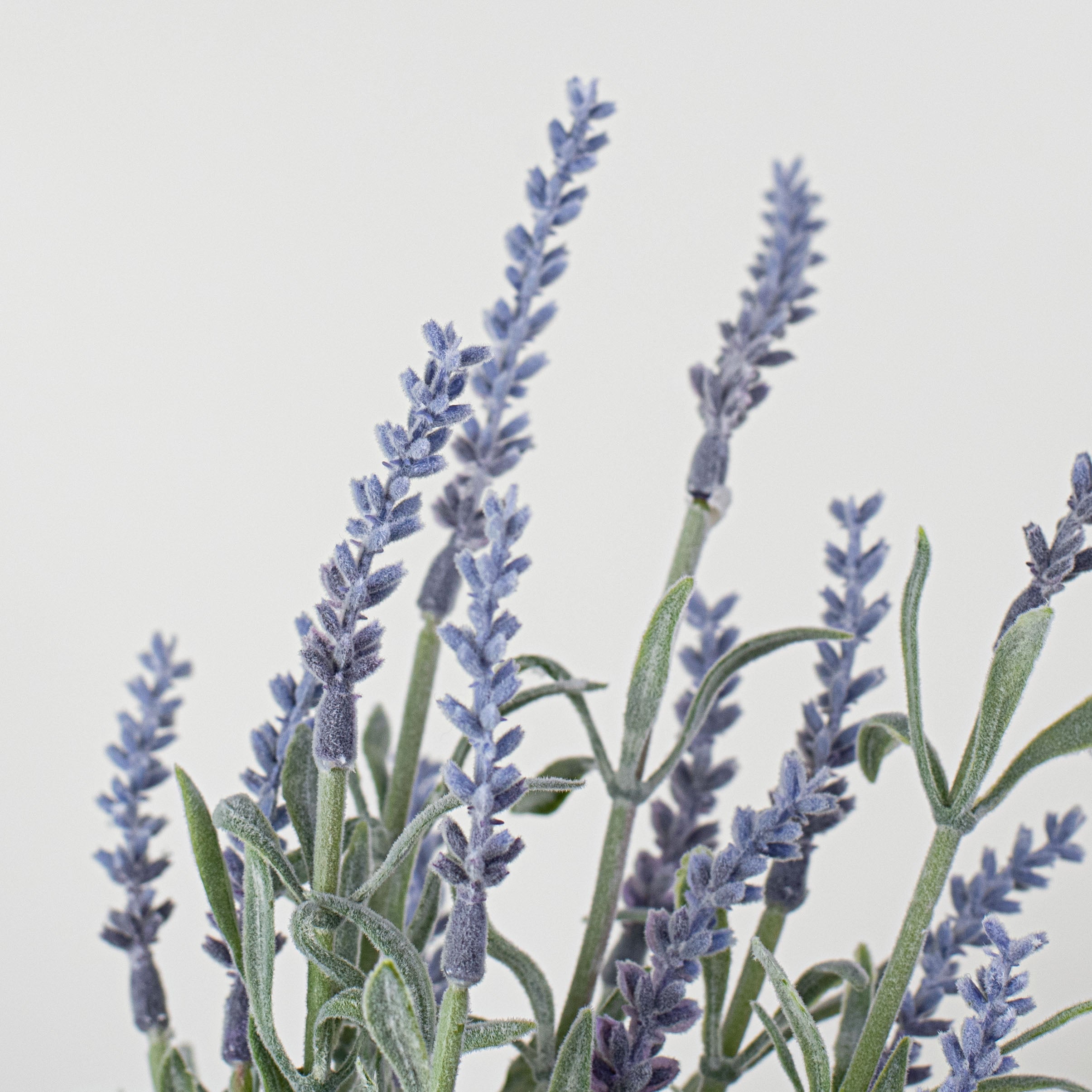 15" Dusty Lavender Bush Lifestyle Photo