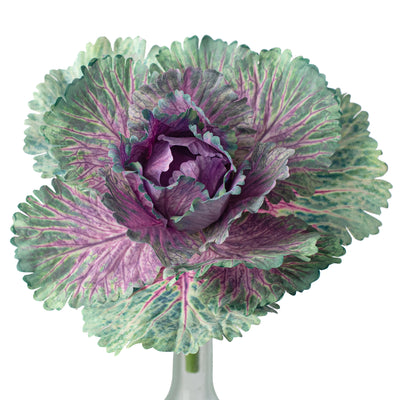 10" Kale Cabbage Plant Pick: Purple