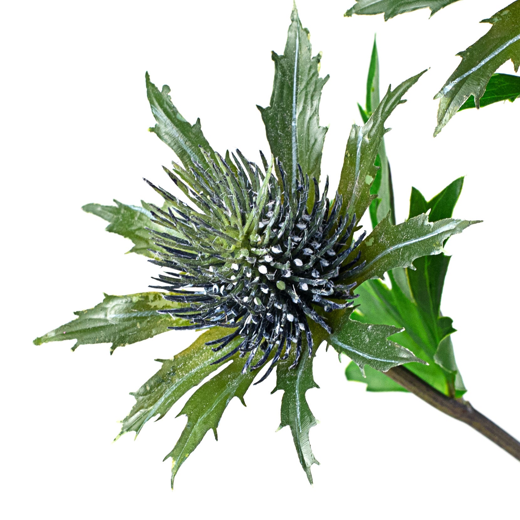 28" Eryngo Wildflower Stem: Blue Lifestyle Photo