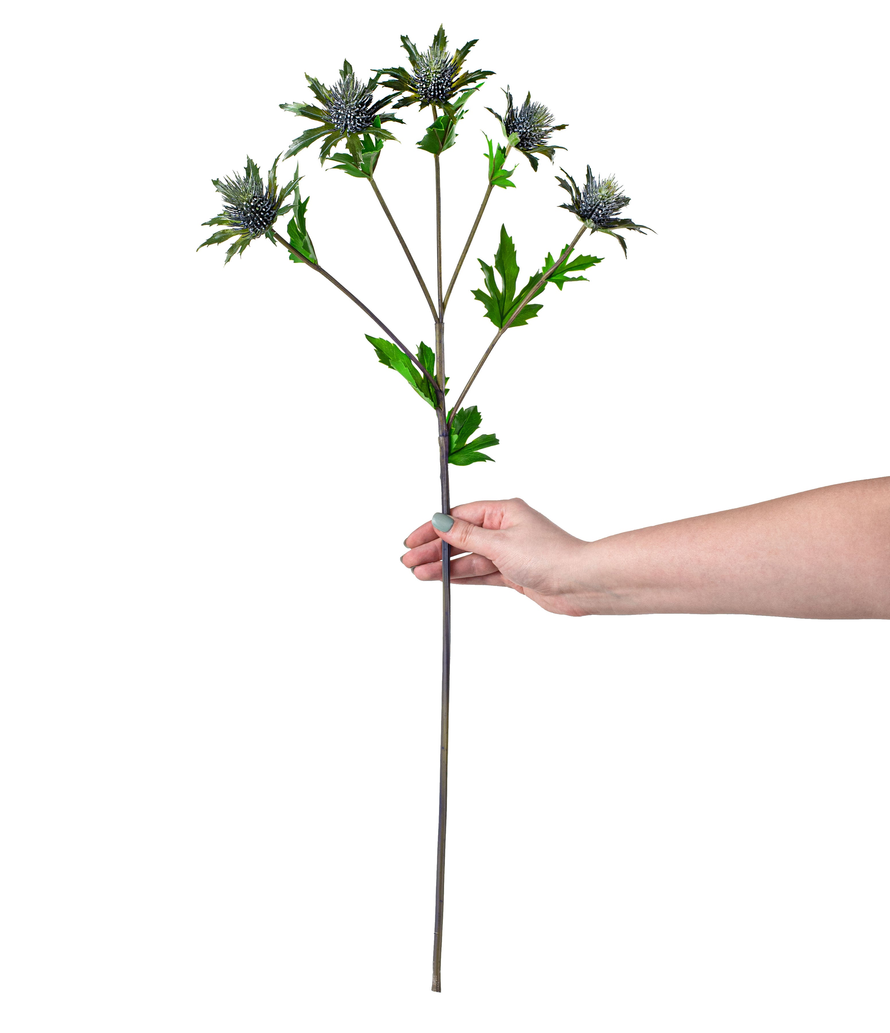 28" Eryngo Wildflower Stem: Blue detail photo 3