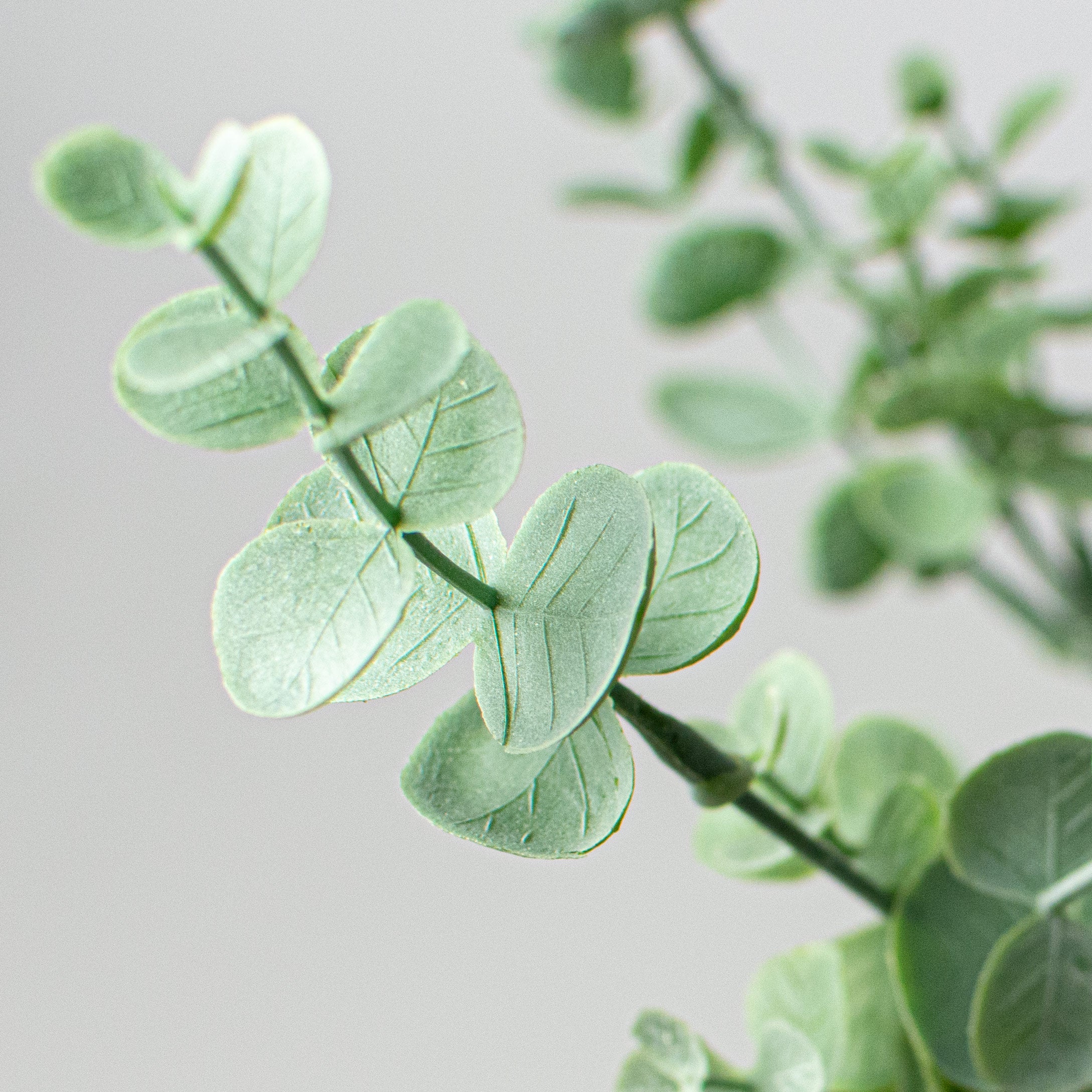 19" Eucalyptus Bush Lifestyle Photo