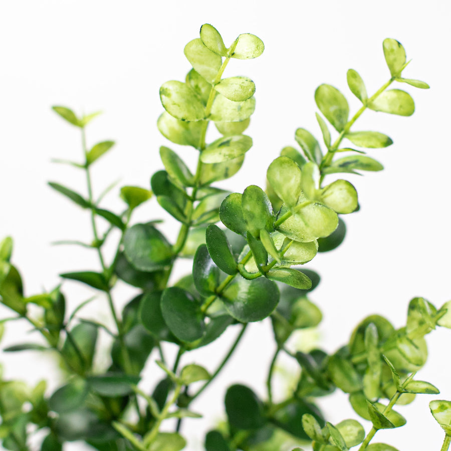 20" Eucalyptus Bush Lifestyle Photo