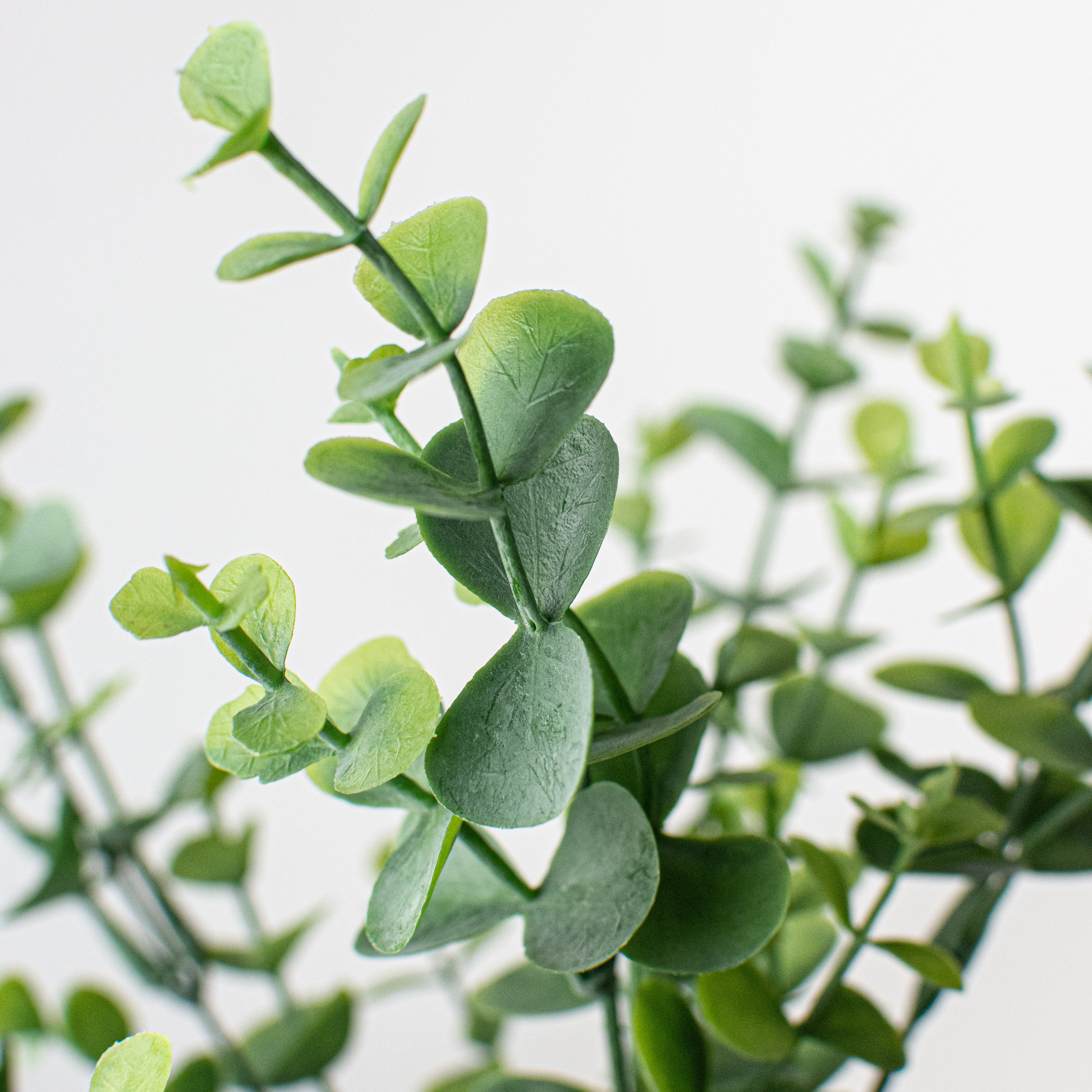 13" Eucalyptus Bush Lifestyle Photo