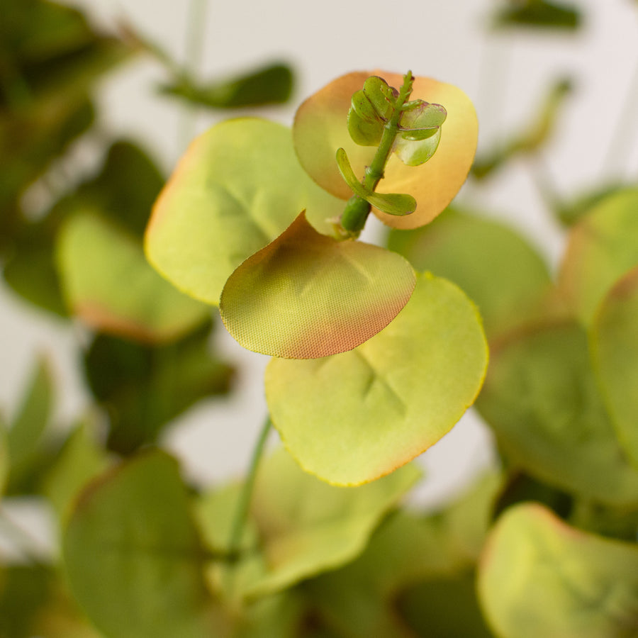 19" Eucalyptus Bush Lifestyle Photo