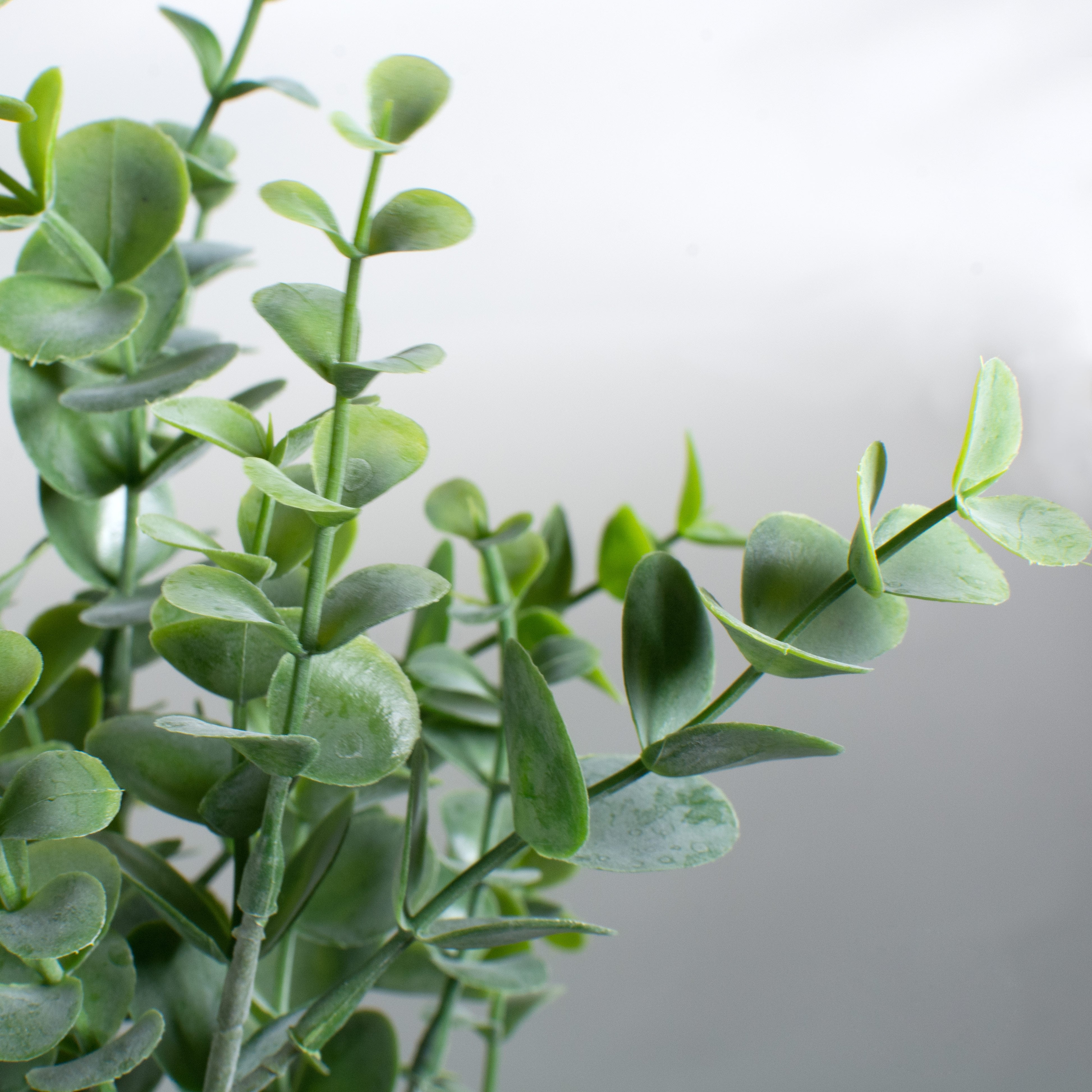 20" Eucalyptus Bush Lifestyle Photo