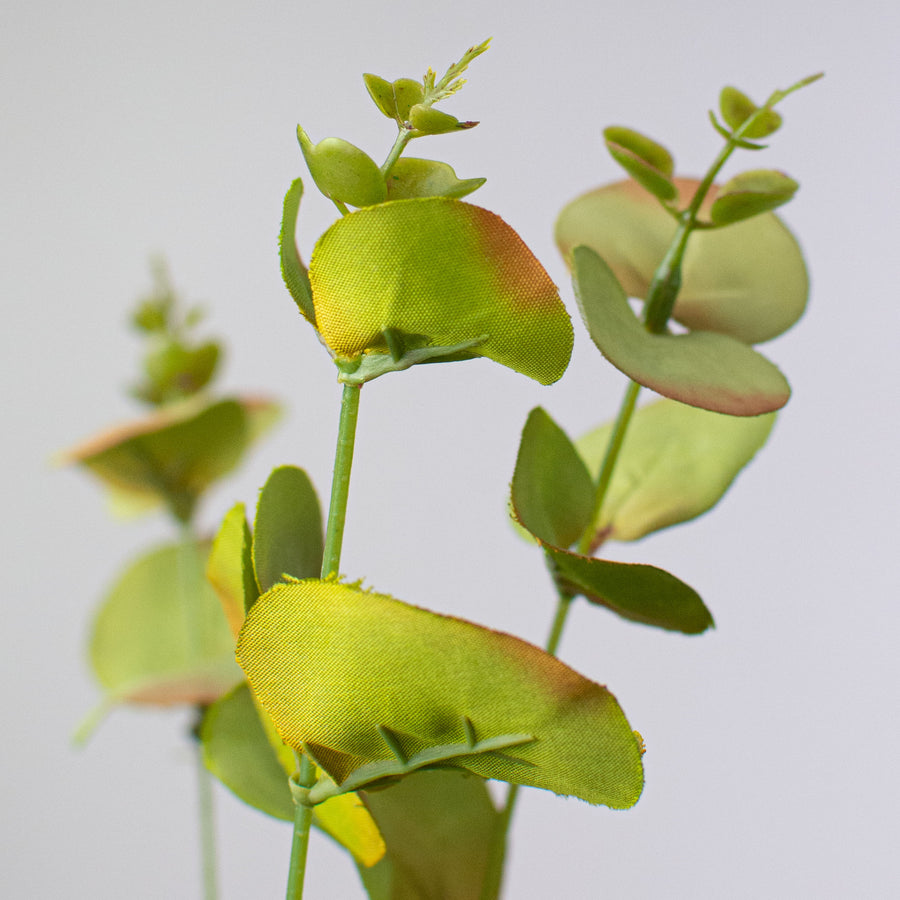 19" Eucalyptus Bush detail photo 4