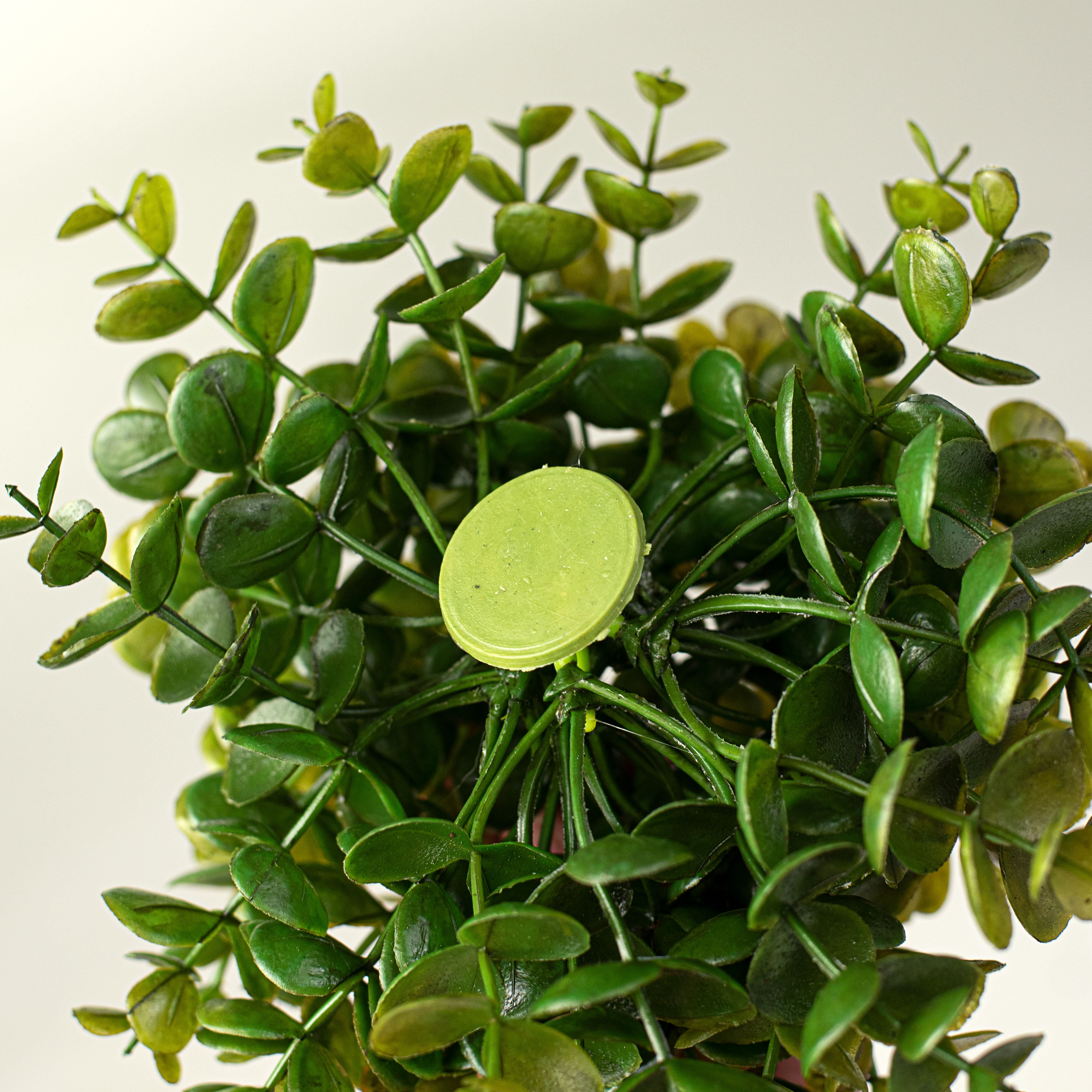 7" Eucalyptus Half Ball detail photo 4