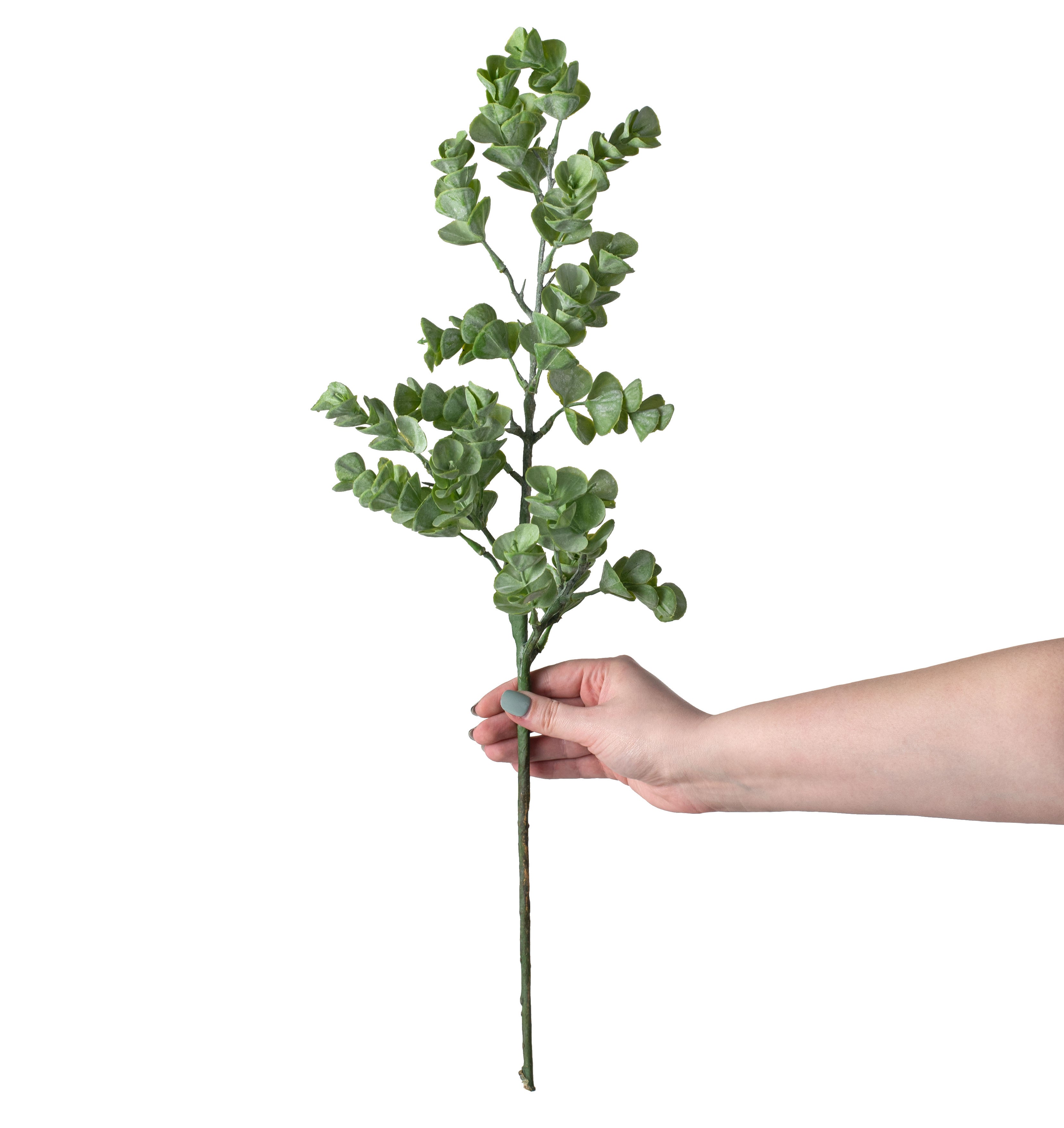24" Eucalyptus Spray detail photo 3