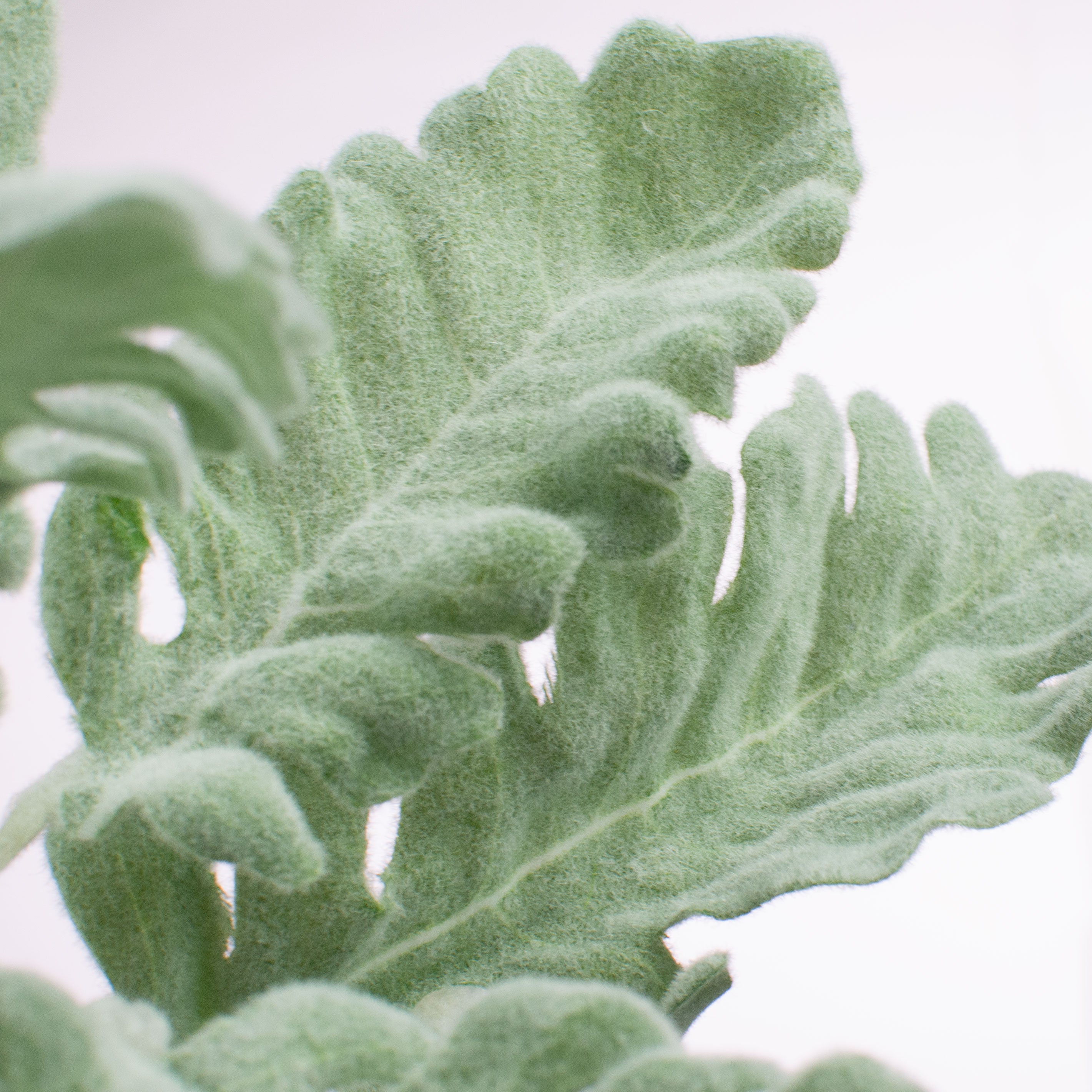 18" Fabric Dusty Miller Spray detail photo 3