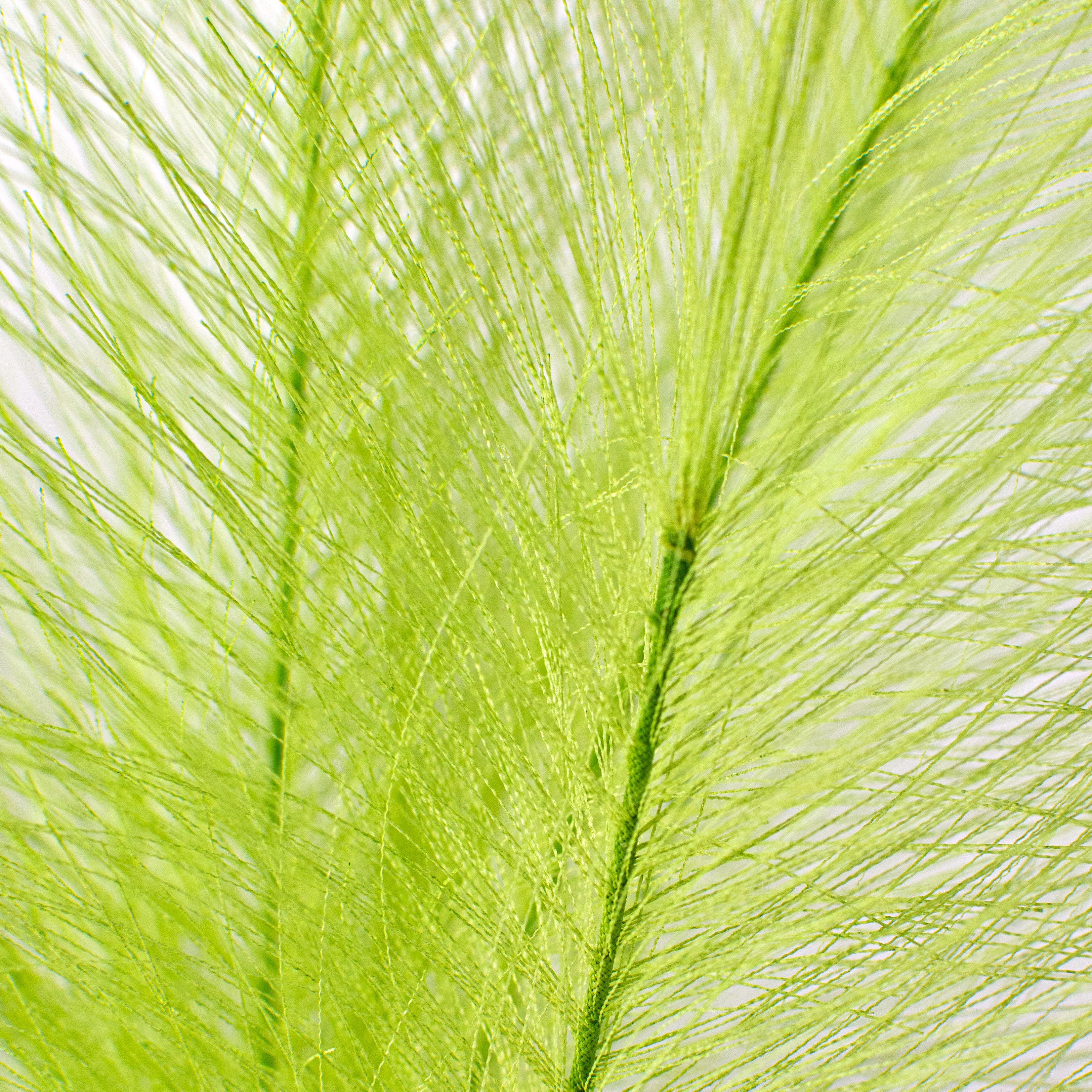 32" Fabric Pampas Grass Spray: Lime Green detail photo 3