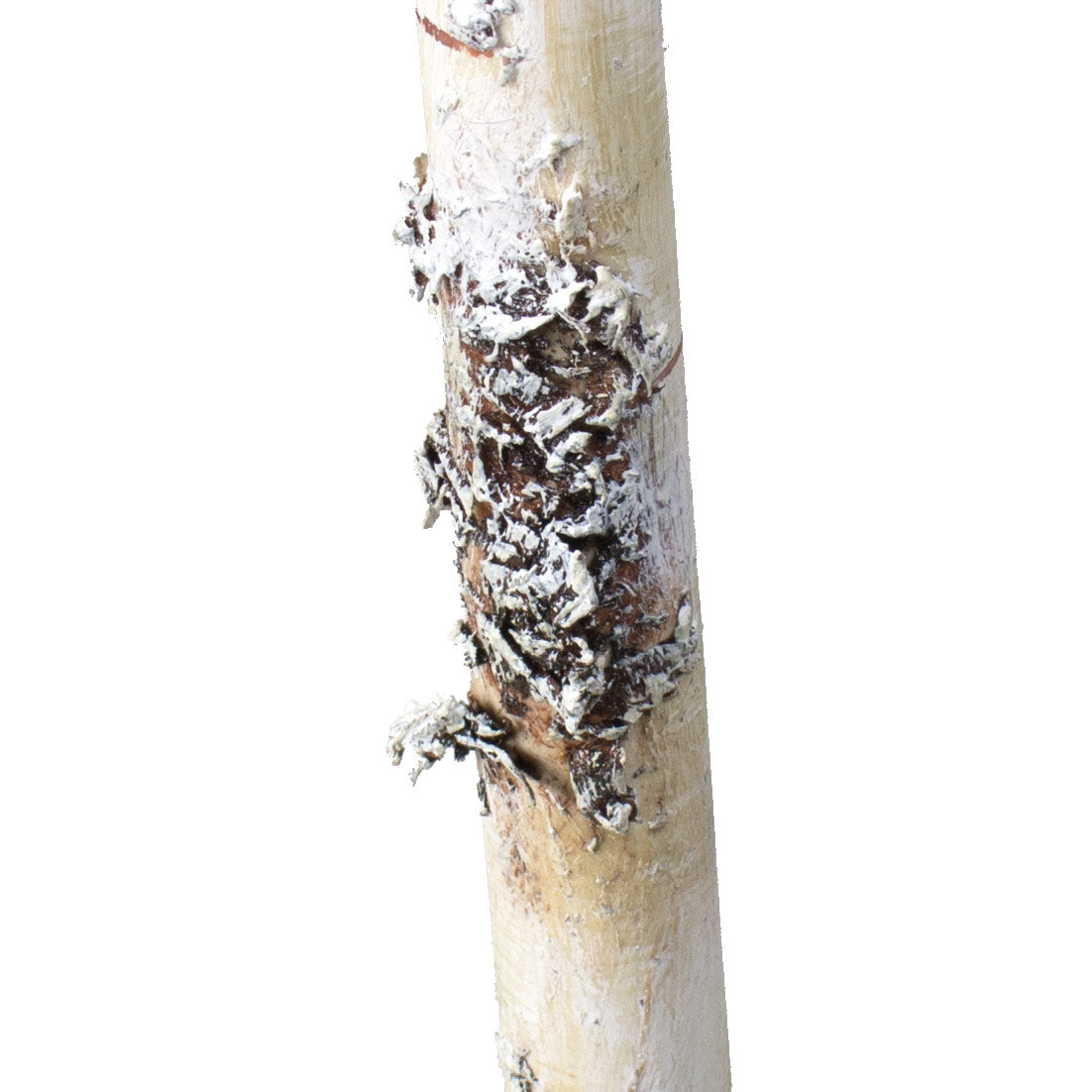 22.5" Faux Birch Stick detail photo 3