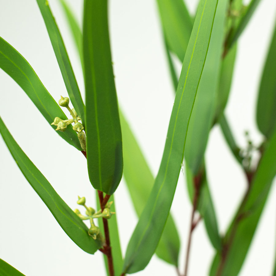36" Feather Eucalyptus Bunch Lifestyle Photo