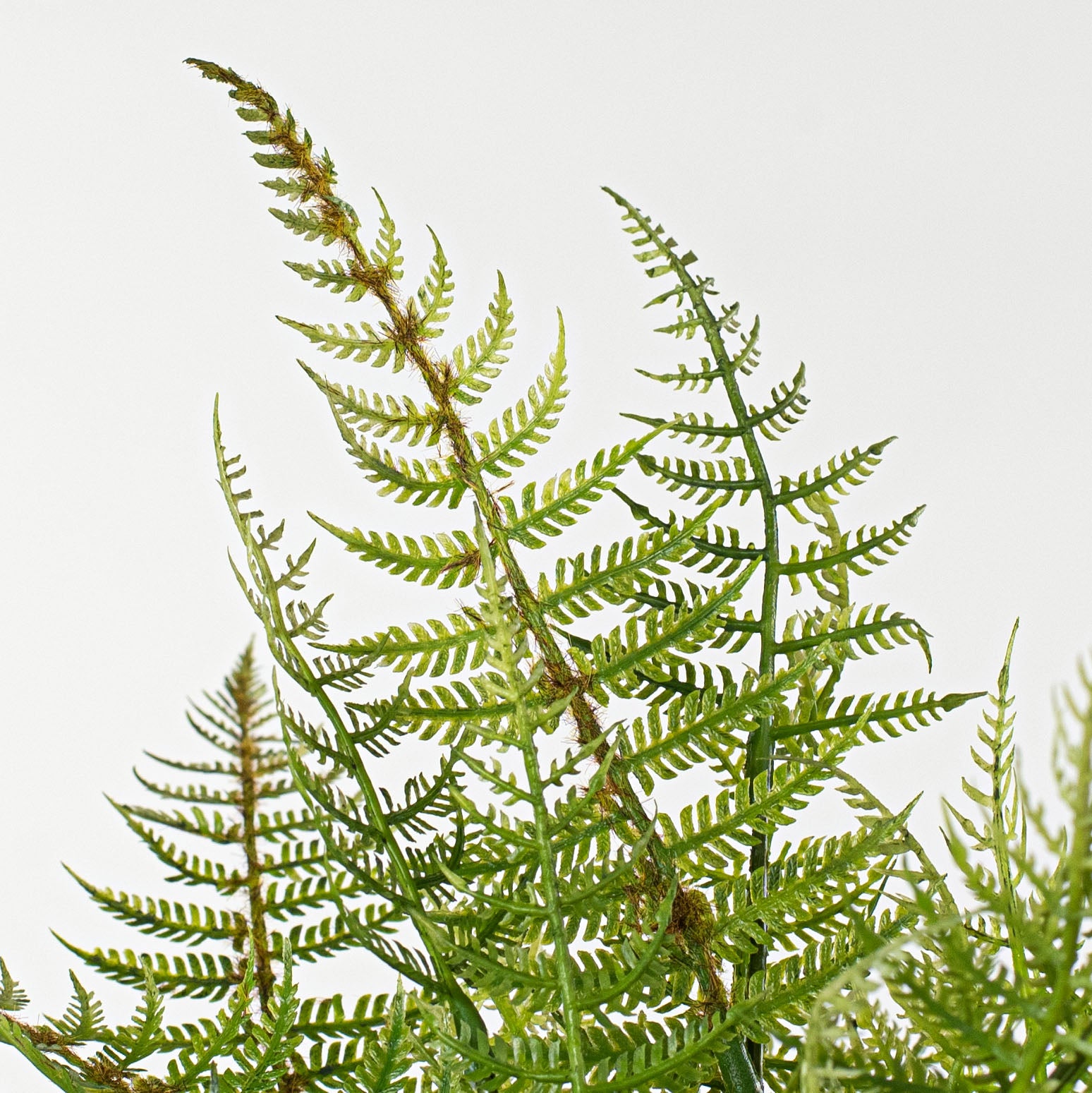 17" Fern Bush Lifestyle Photo