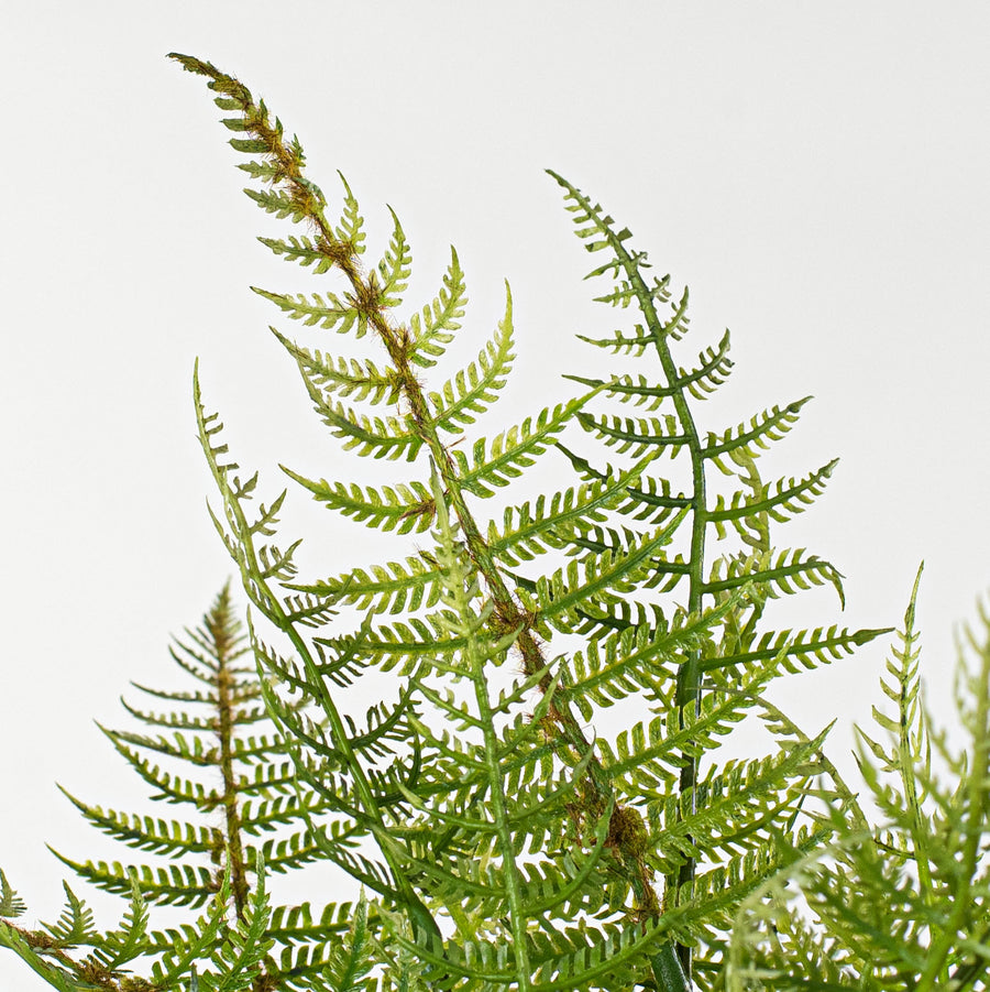 17" Fern Bush Lifestyle Photo