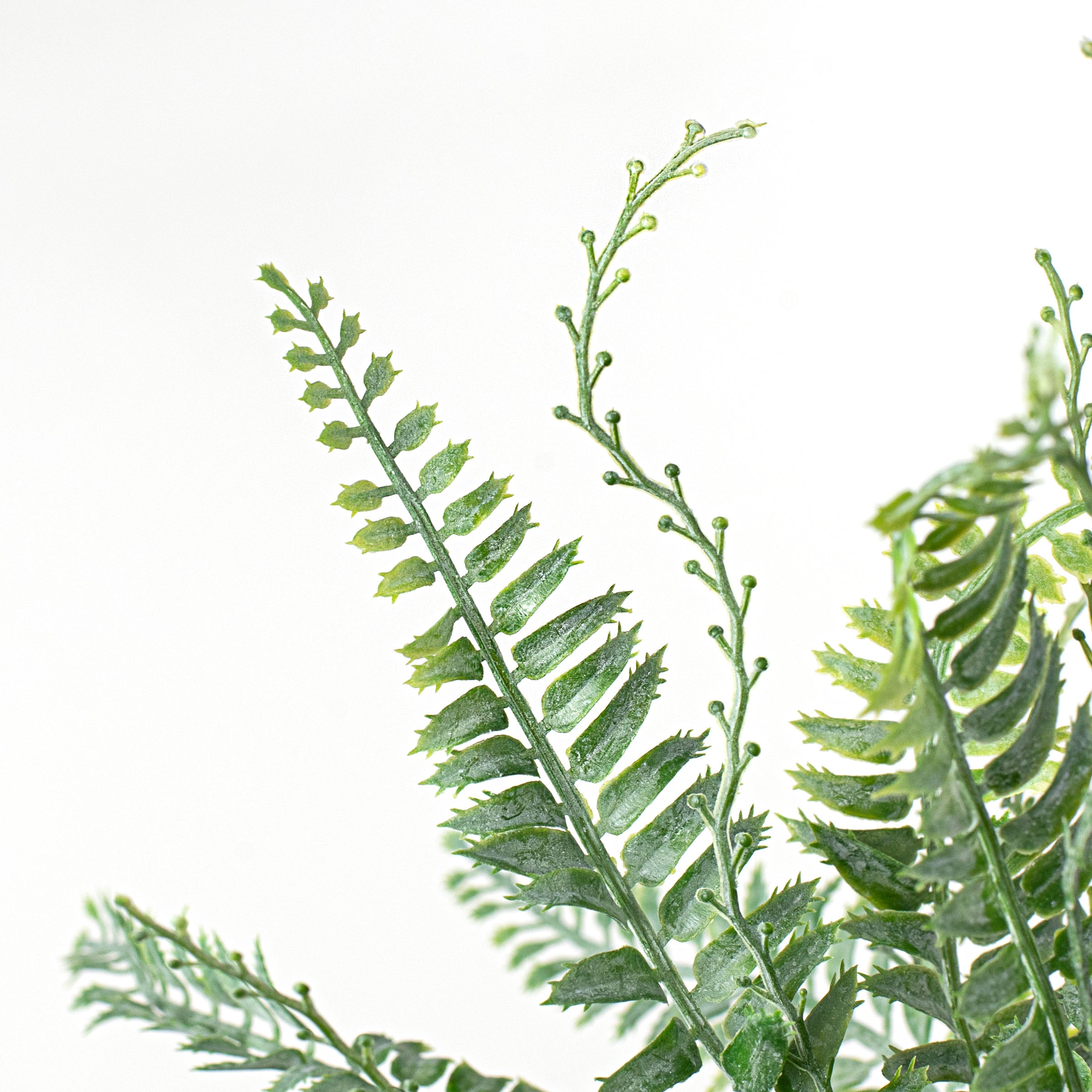 11.5" Fern Bush Lifestyle Photo