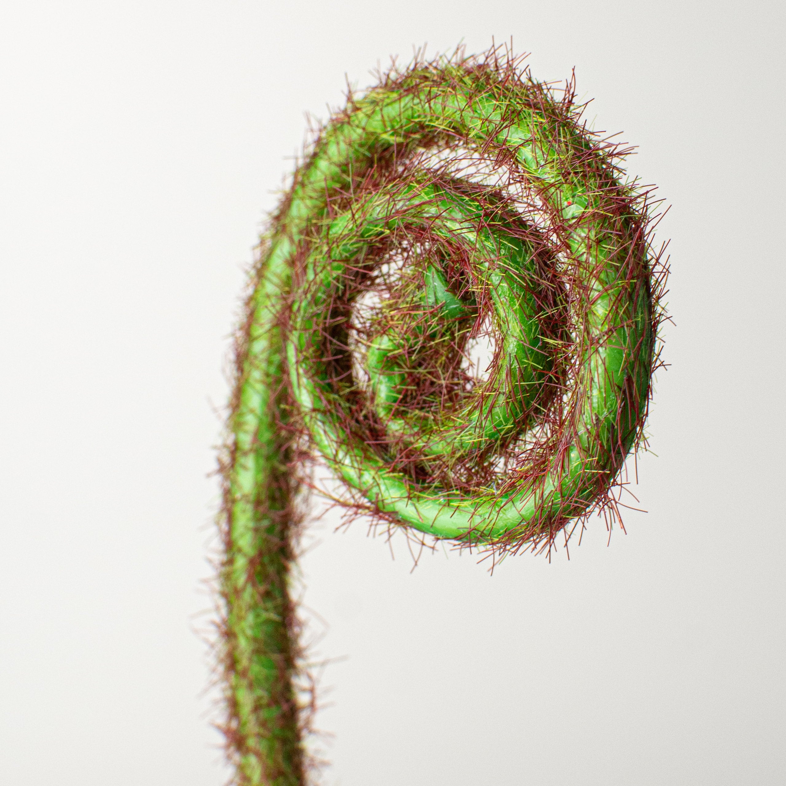 24" Fern Frond Bundle: Green (5) Lifestyle Photo