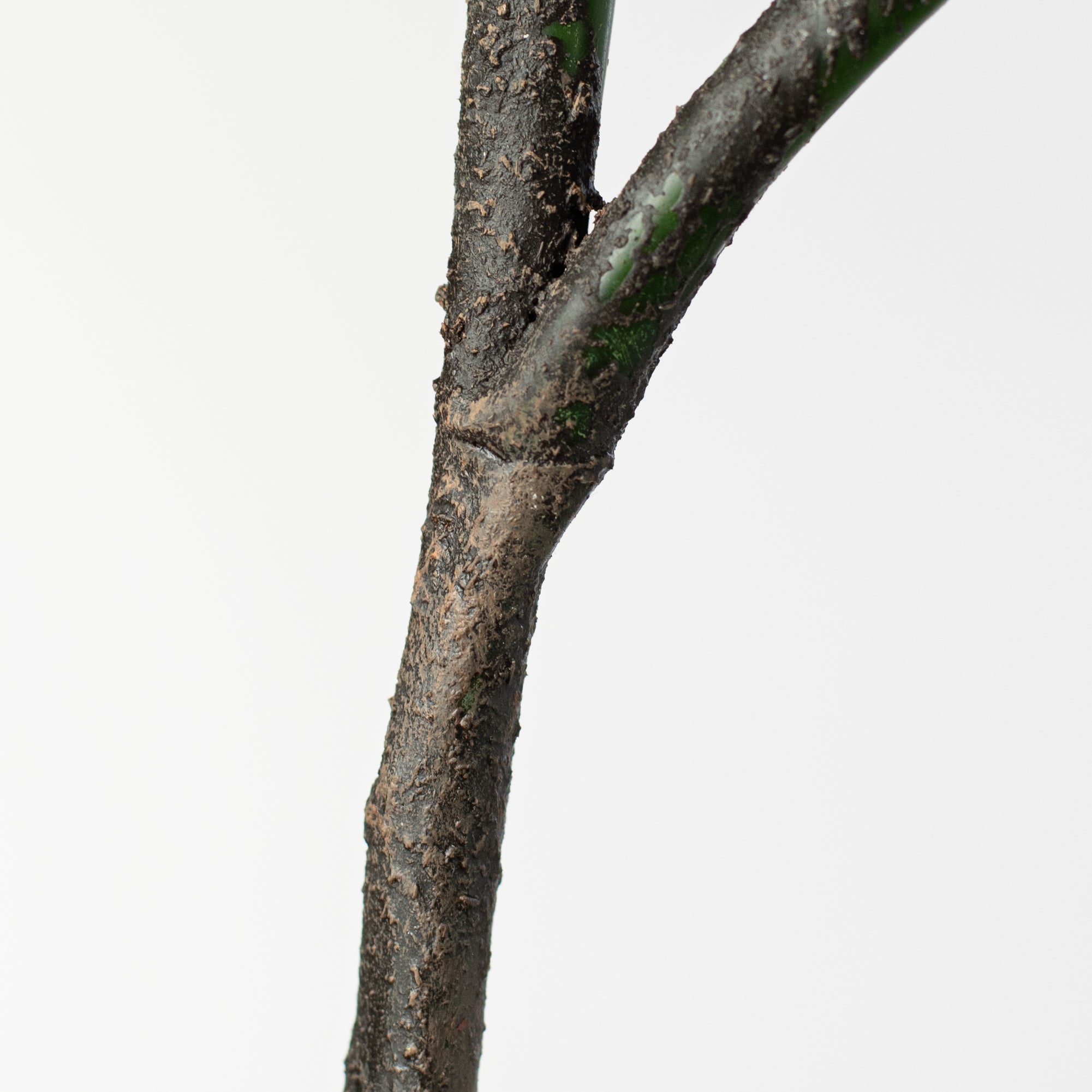 24" Fiddle Leaf Fig Spray detail photo 5