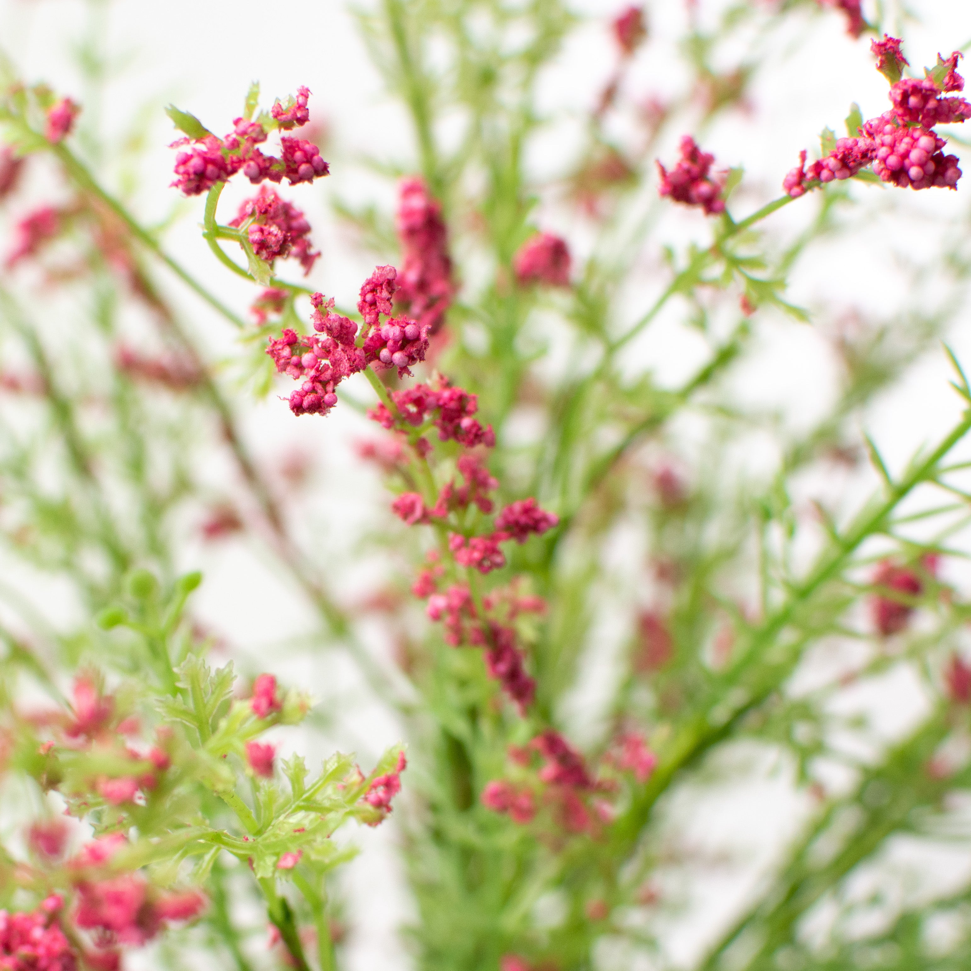 22" Filler Bush: Pink Lifestyle Photo