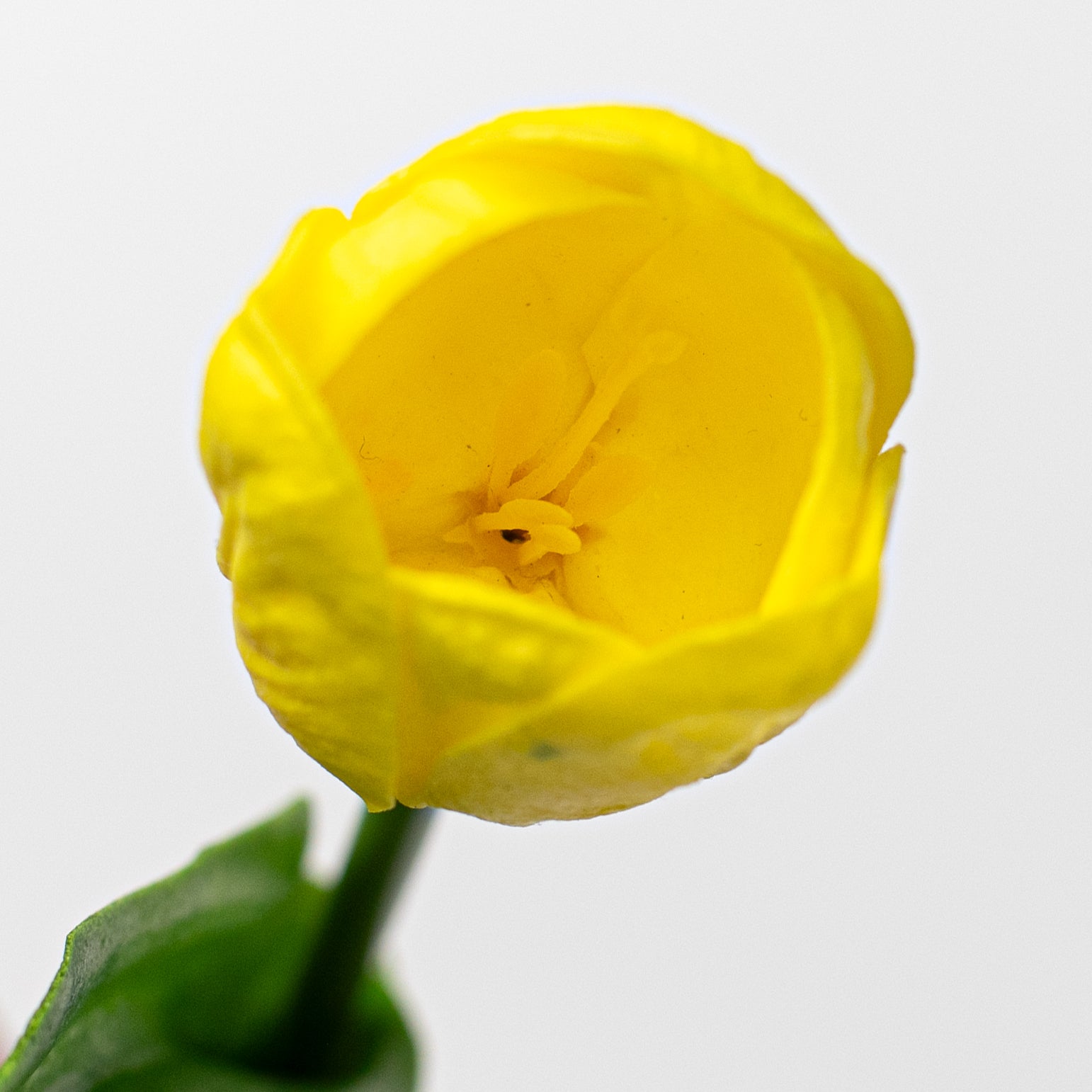 14" Foamy Tulip Bud With Leaf: Yellow Lifestyle Photo