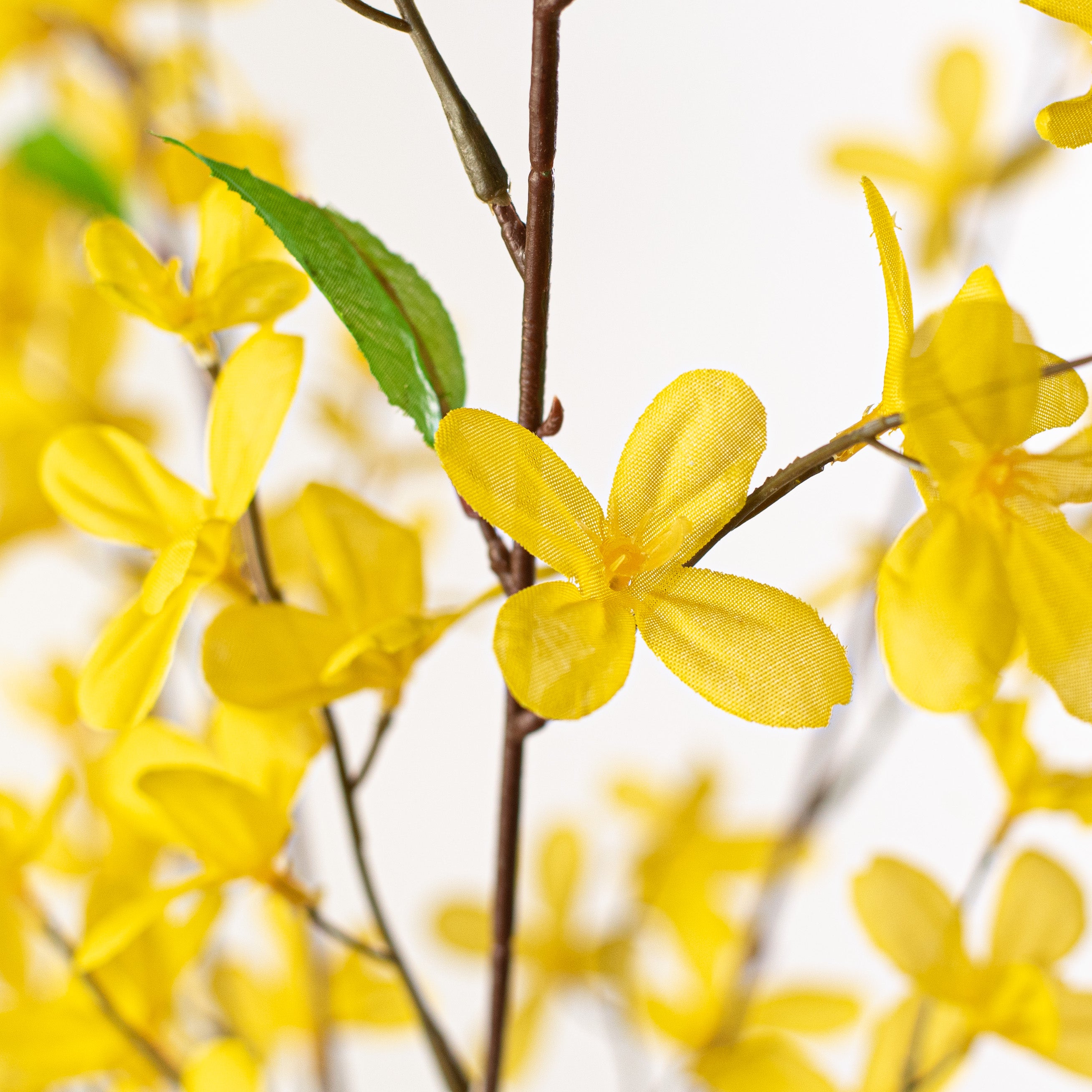 29" Forsythia Flower Bush: Yellow Lifestyle Photo